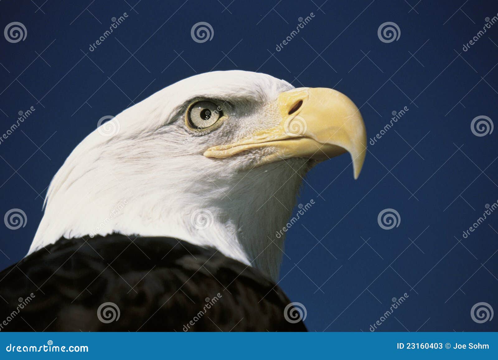 Águila Calva Americana Madura Imagen de archivo - Imagen de detalle,  libertad: 23160403