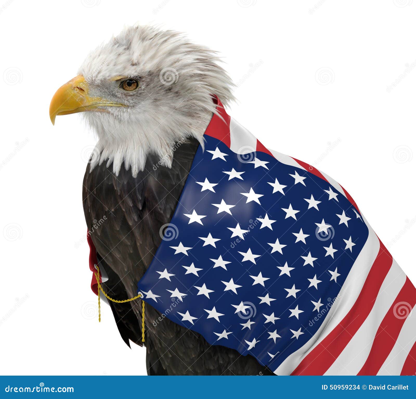 Águila Calva Americana Que Lleva La Bandera De País De Estados Unidos Foto  de archivo - Imagen de naturalizado, emblema: 50959234