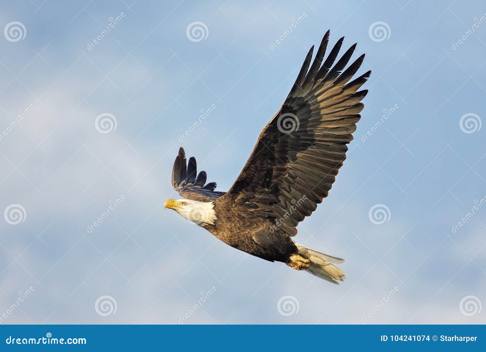 Águila calva en vuelo foto de archivo. Imagen de calvo - 104241074