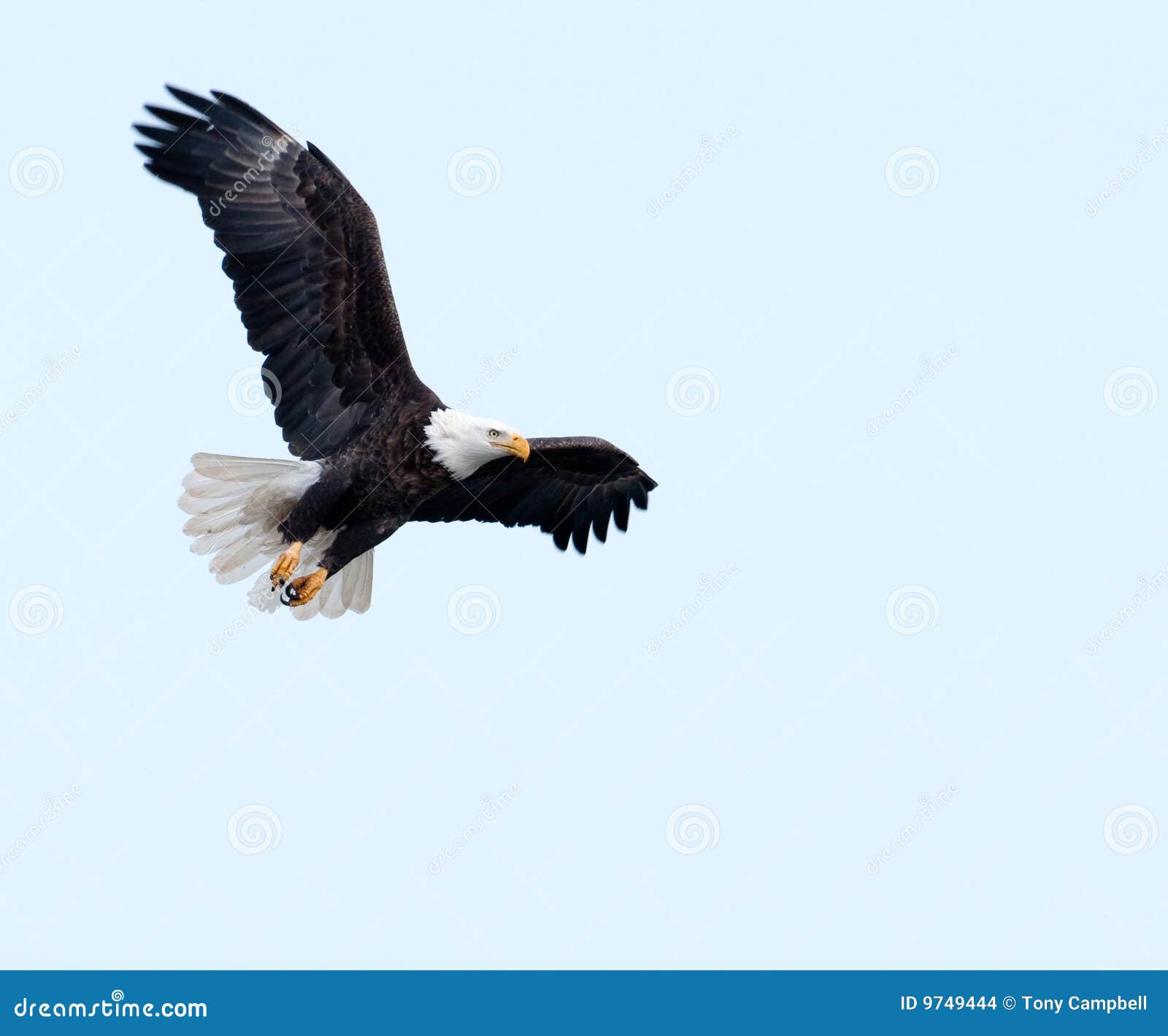Águila calva en vuelo foto de archivo. Imagen de garras - 9749444