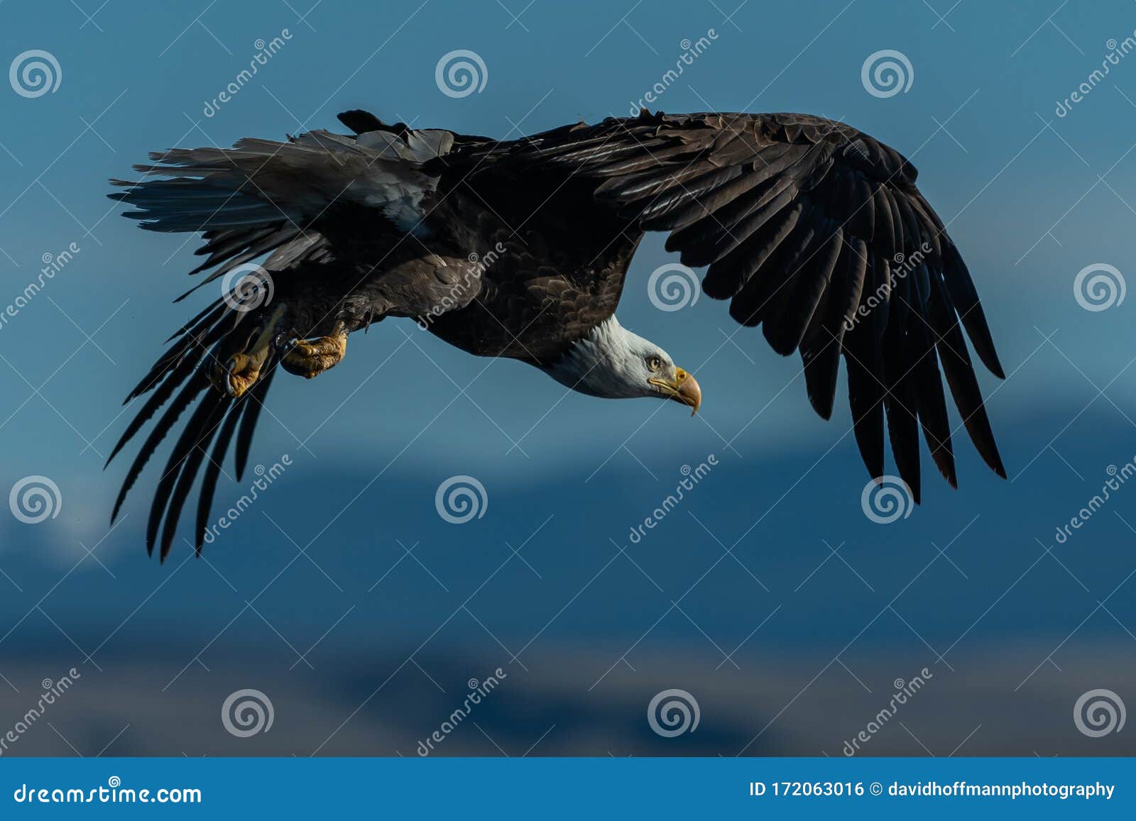 Águila Calva En Vuelo De águilas Foto de archivo - Imagen de gente, pluma: 172063016 Águila Calva En Vuelo De águilas Foto de archivo - Imagen de gente, pluma: 172063016