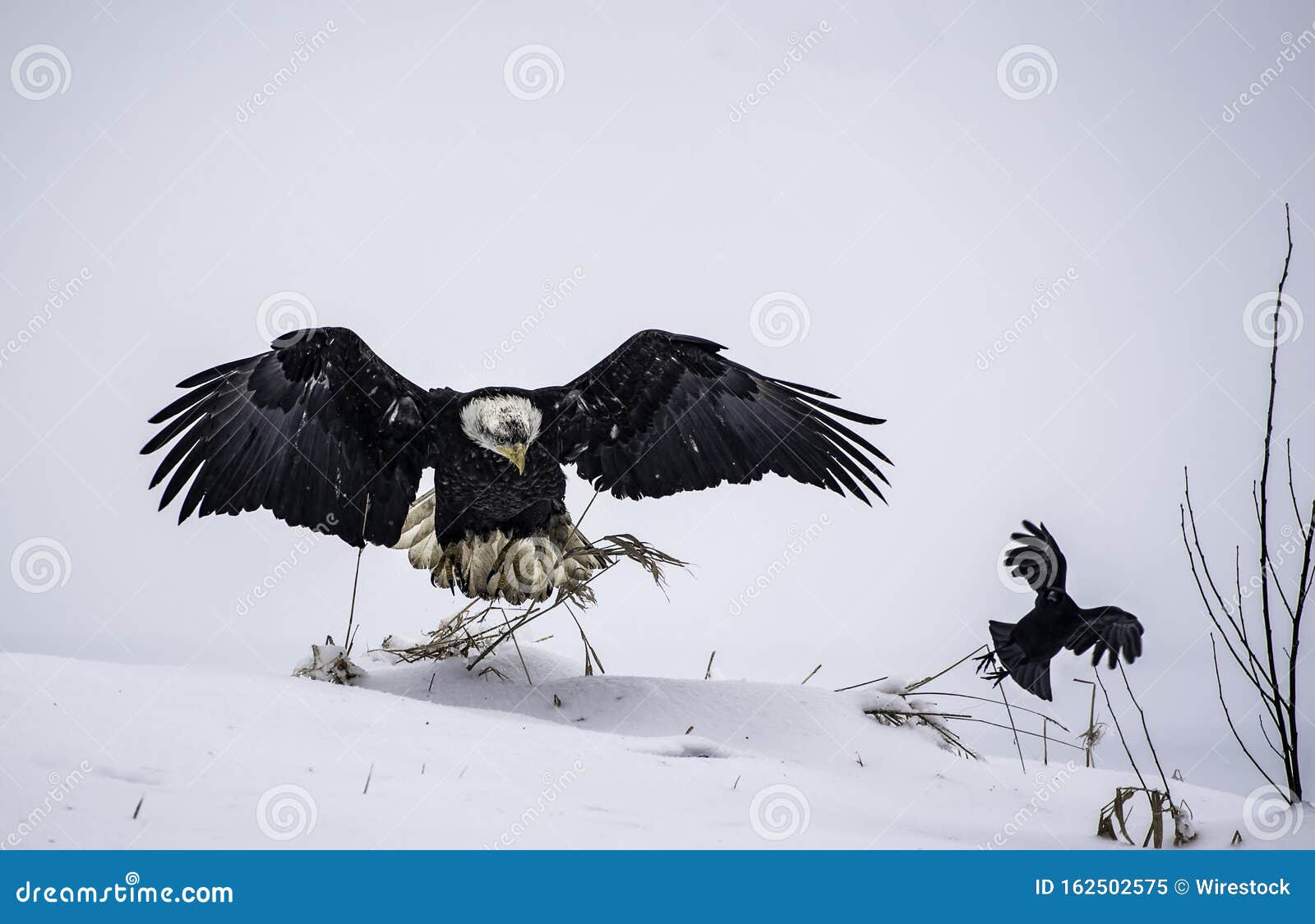 Águila Calva Madre Enseñando Al águila Bebé a Volar En Una Zona Nevada - Un  Concepto De Amor De Los Padres Imagen de archivo - Imagen de calvo,  exterior: 162502575