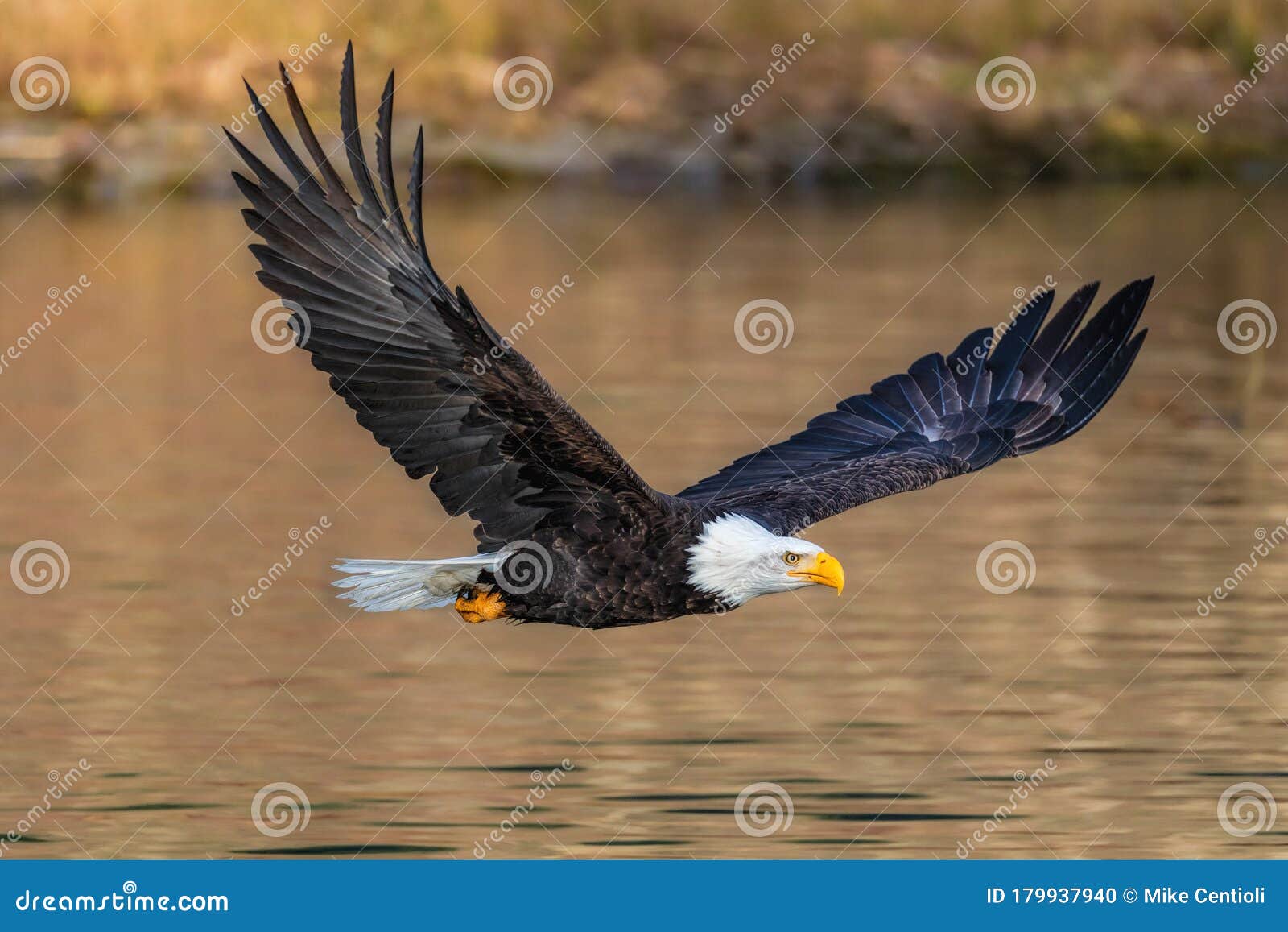Águila calva volando foto de archivo. Imagen de americano - 179937940