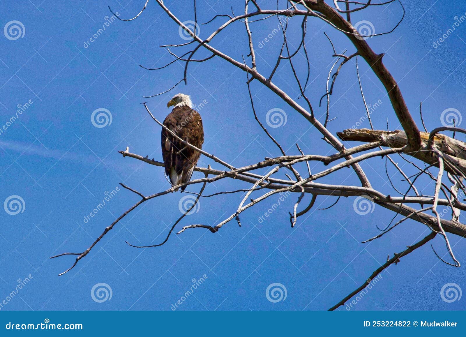 águila de cottonwood seca foto de archivo. Imagen de barrancas - 253224822