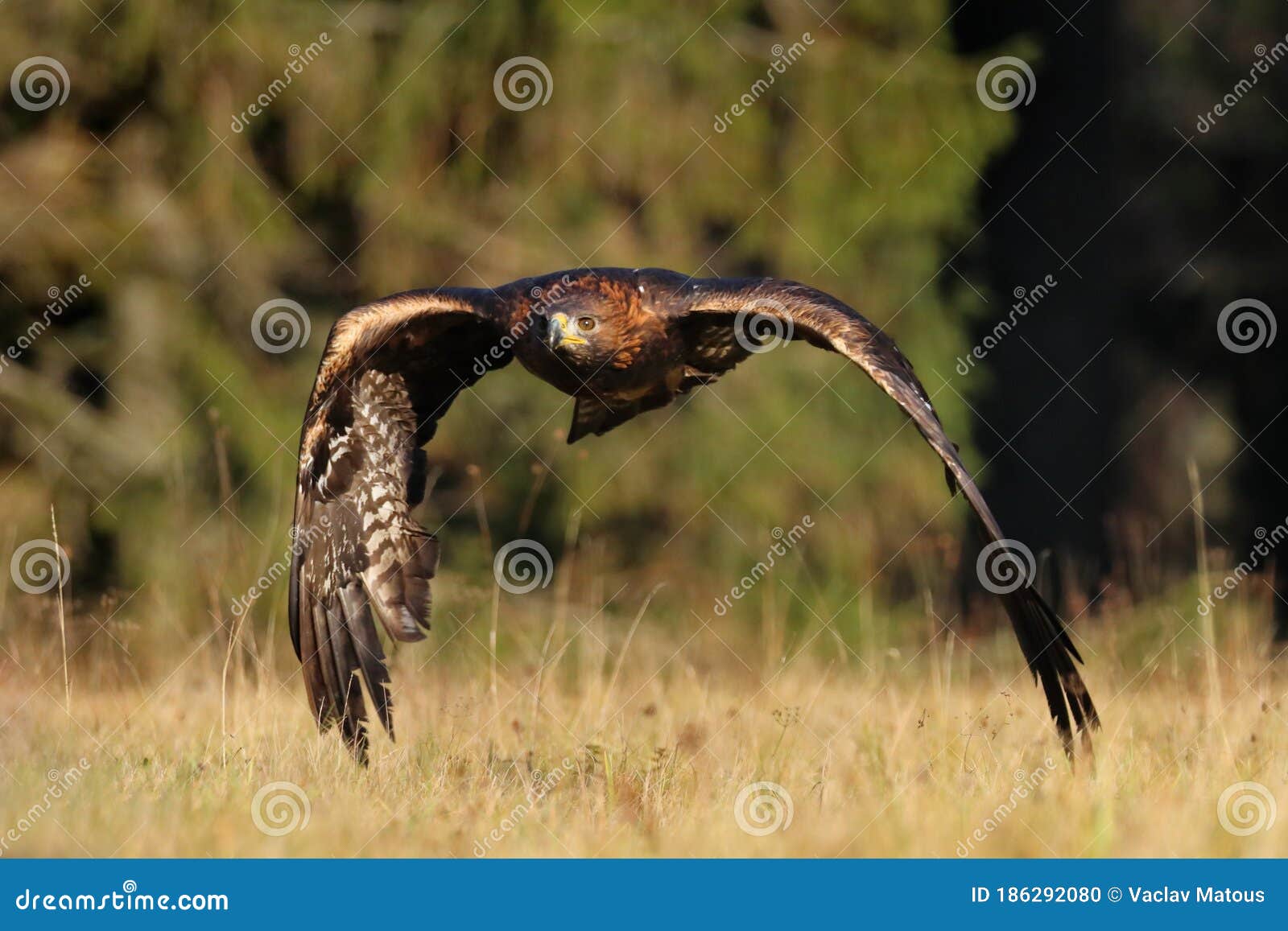 águila Dorada Aquila Chrysaetos Volando Sobre Pradera En Bosque. Ave De  Presa En Vuelo Con Alas De Propagación. águila Durante La Foto de archivo -  Imagen de hermoso, ambiente: 186292080