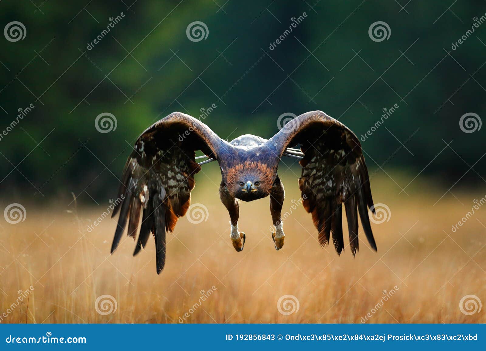 águila Dorada Volando Sobre La Pradera Floreciente. Gran Ave De Presa Con  Alas Abiertas Imagen de archivo - Imagen de caza, sostenido: 192856843