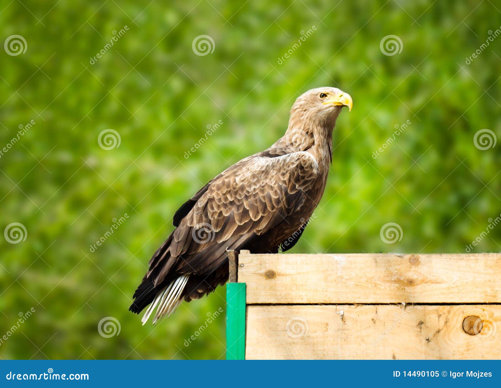 Águila joven imagen de archivo. Imagen de fauna, joven - 14490105