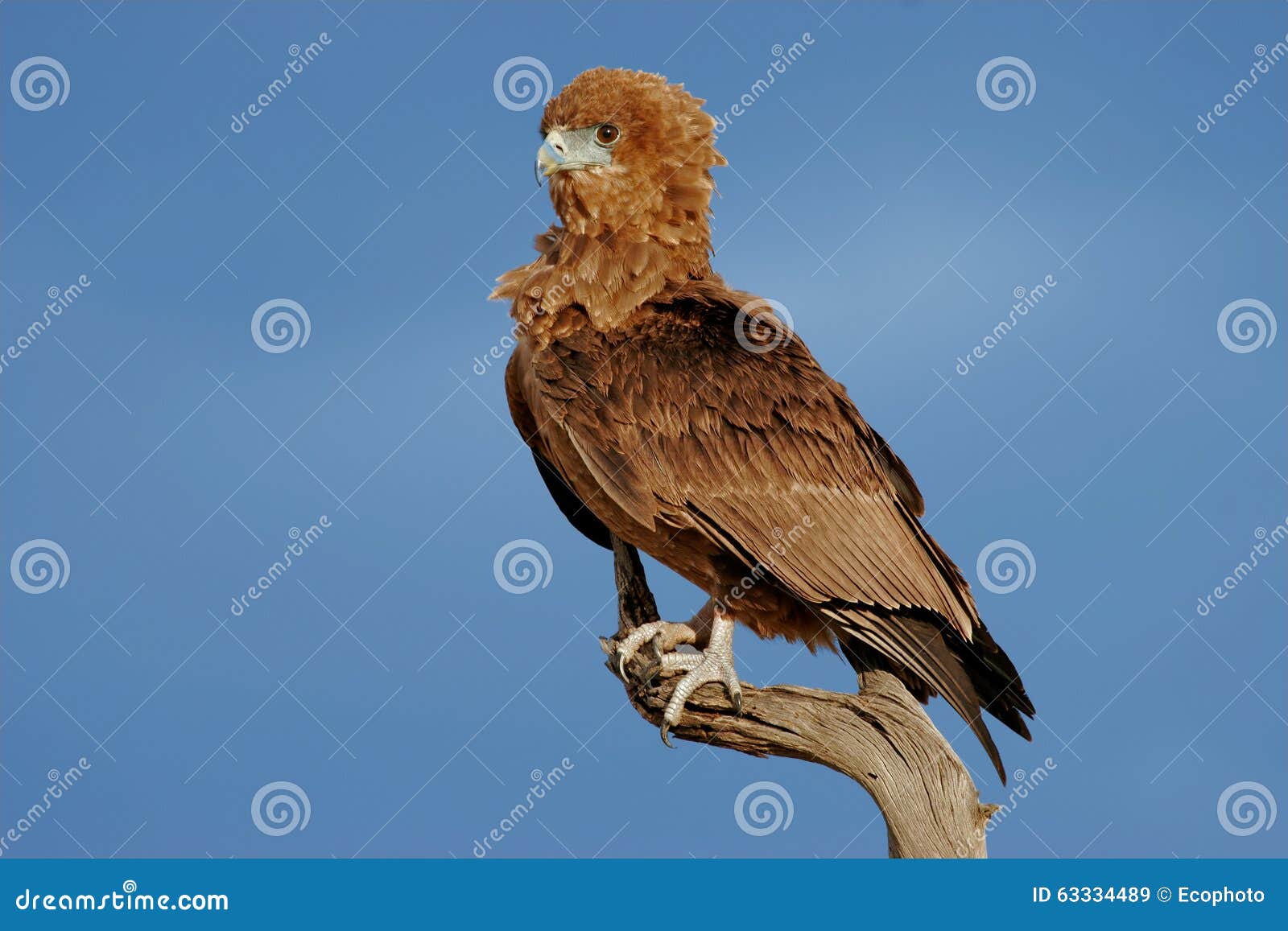 Águila joven del bateleur imagen de archivo. Imagen de cielo - 63334489