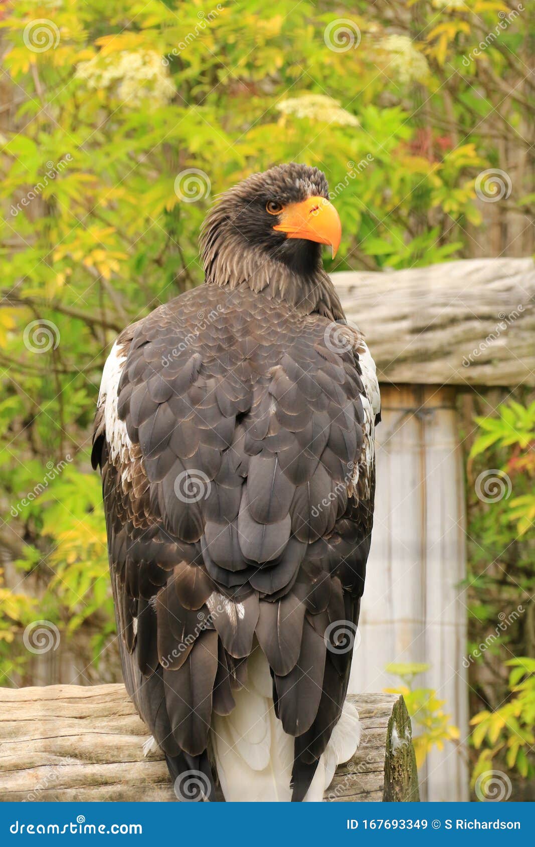 Águila Marina De Steller - Parque De Condor Imagen de archivo - Imagen de  ecuador, oscuro: 167693349