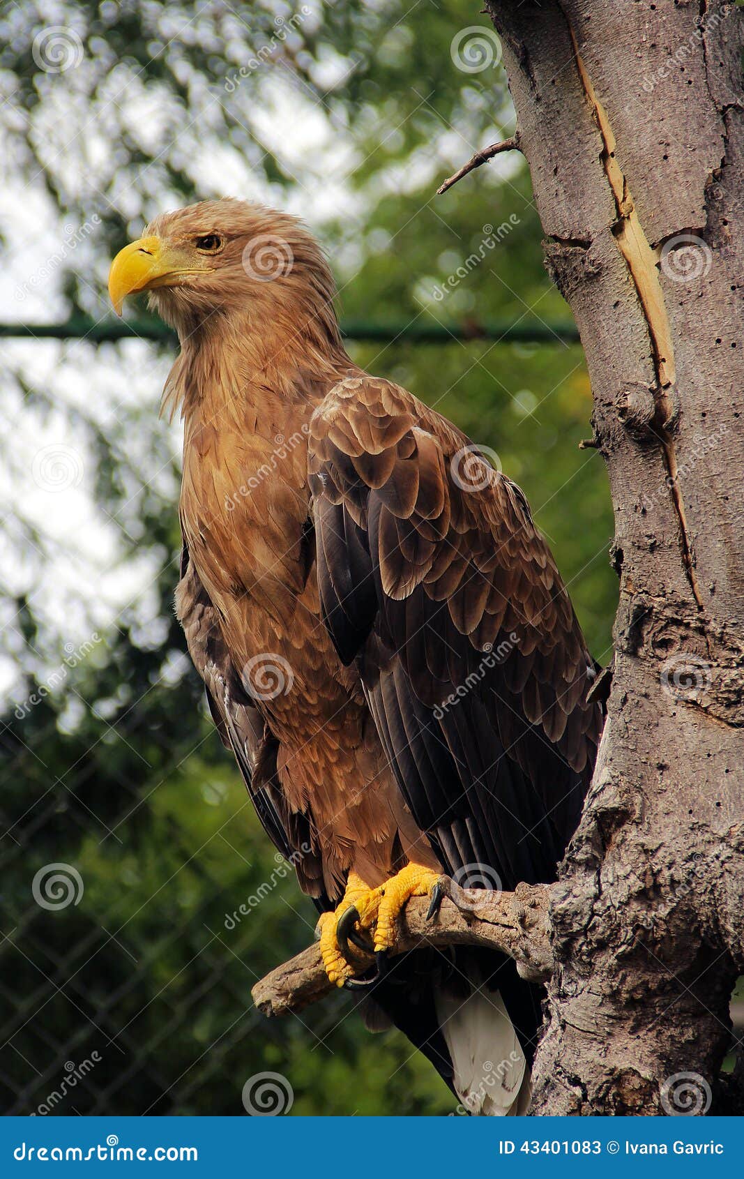 Águila solitaria imagen de archivo. Imagen de alas, indicador - 43401083