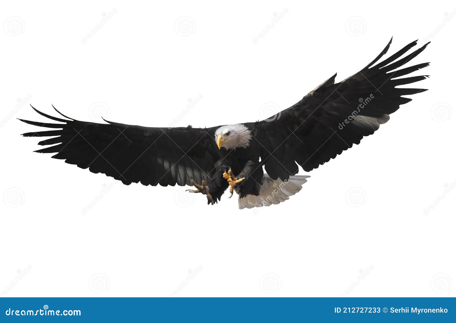 águila Volando Aislada En Blanco Imagen de archivo - Imagen de cazador,  alaska: 212727233