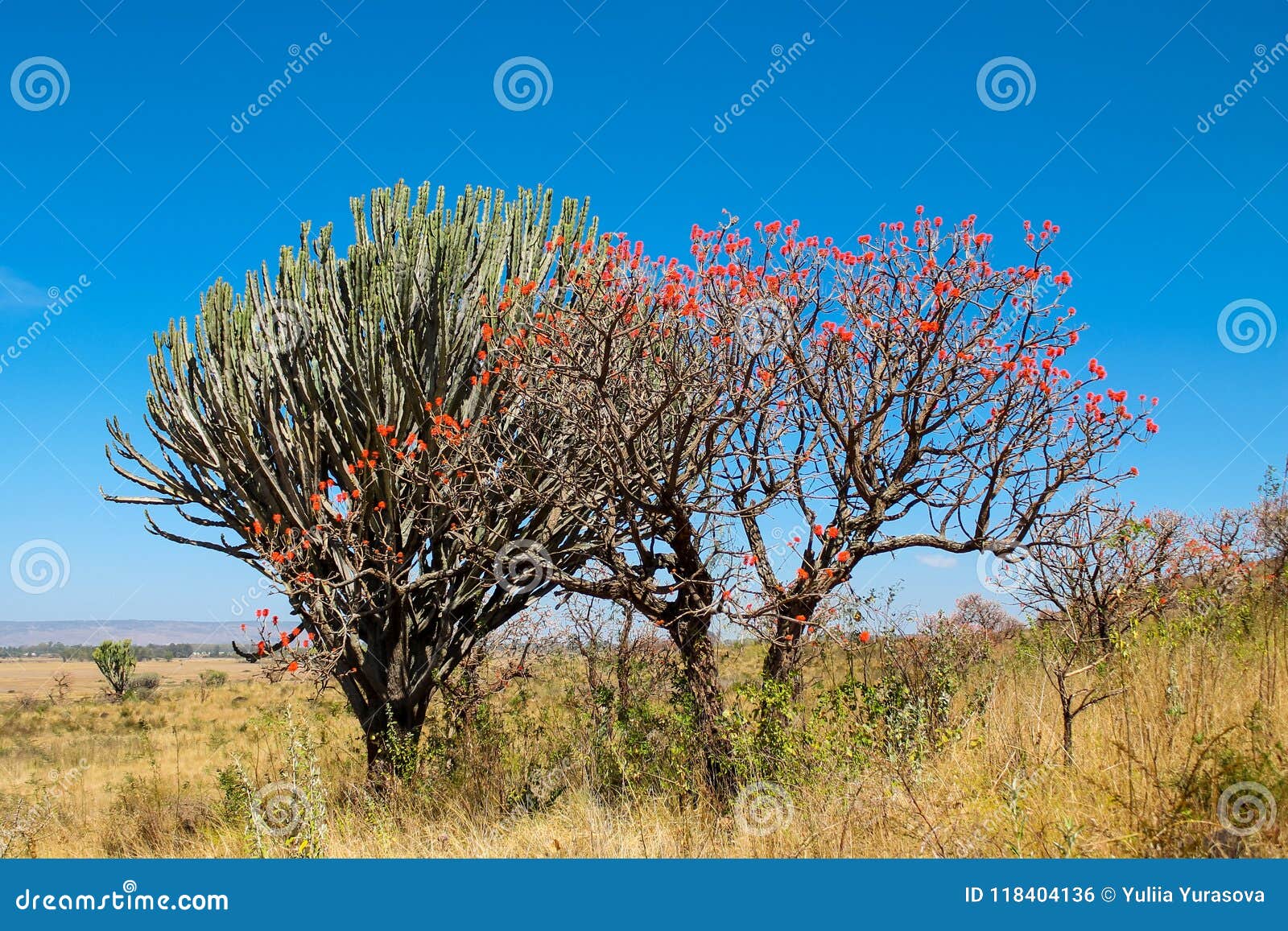 Árbol Africano En Flores Rojas Del Flor En Arbusto De La Sabana Foto de  archivo - Imagen de verde, travieso: 118404136