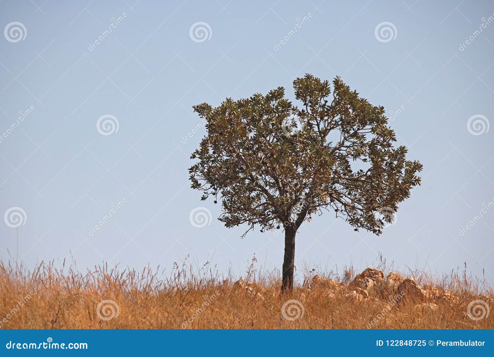 árbol Al Borde De Un Canto Imagen De Archivo Imagen De - 