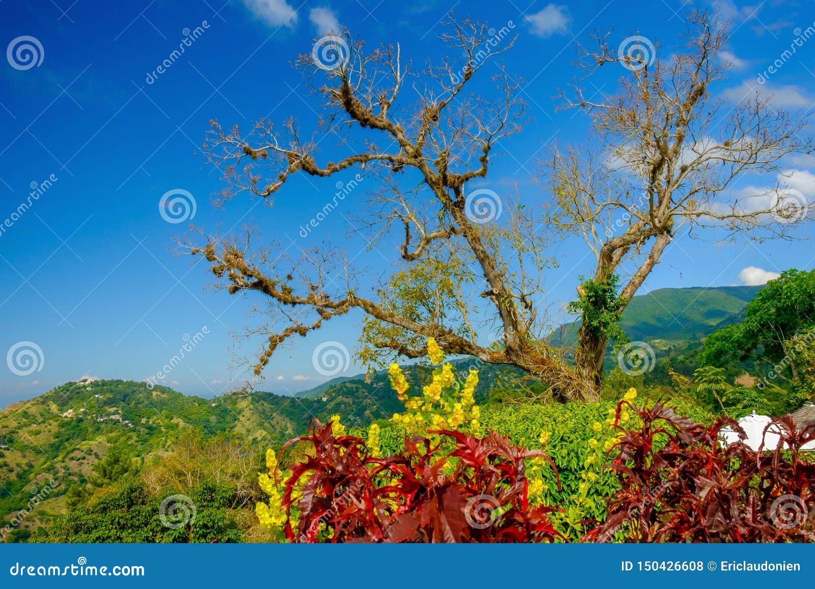 Árbol Azul De La Montaña- De Jamaica- Foto de archivo - Imagen de rural,  exterior: 150426608