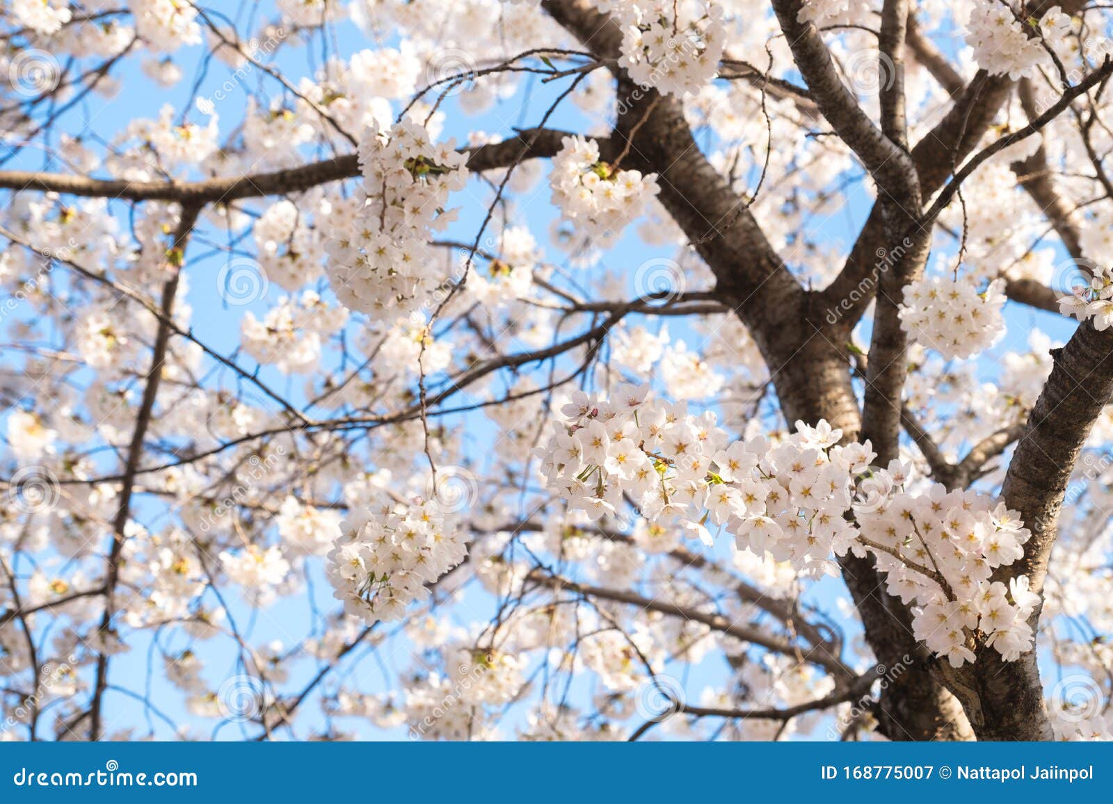 Árbol Blanco De Color Sakura Sobre Fondo Del Cielo, Brillante Y Contra El  Sol, Flores De Cerezo Sakura En Color Blanco, Se Convie Imagen de archivo -  Imagen de pétalo, azul: 168775007