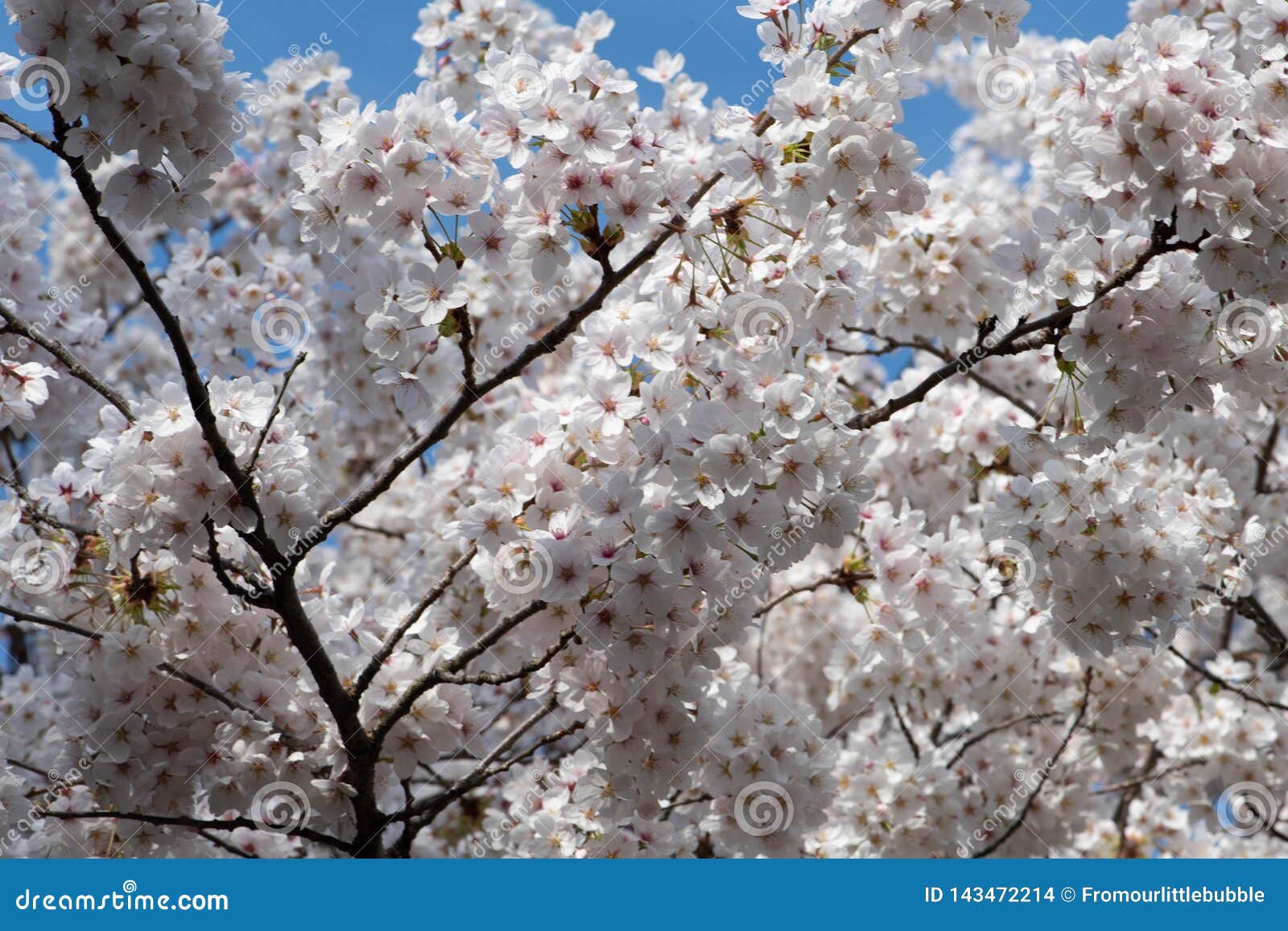 Recopilación imagen 99 flor de cerezo blanco