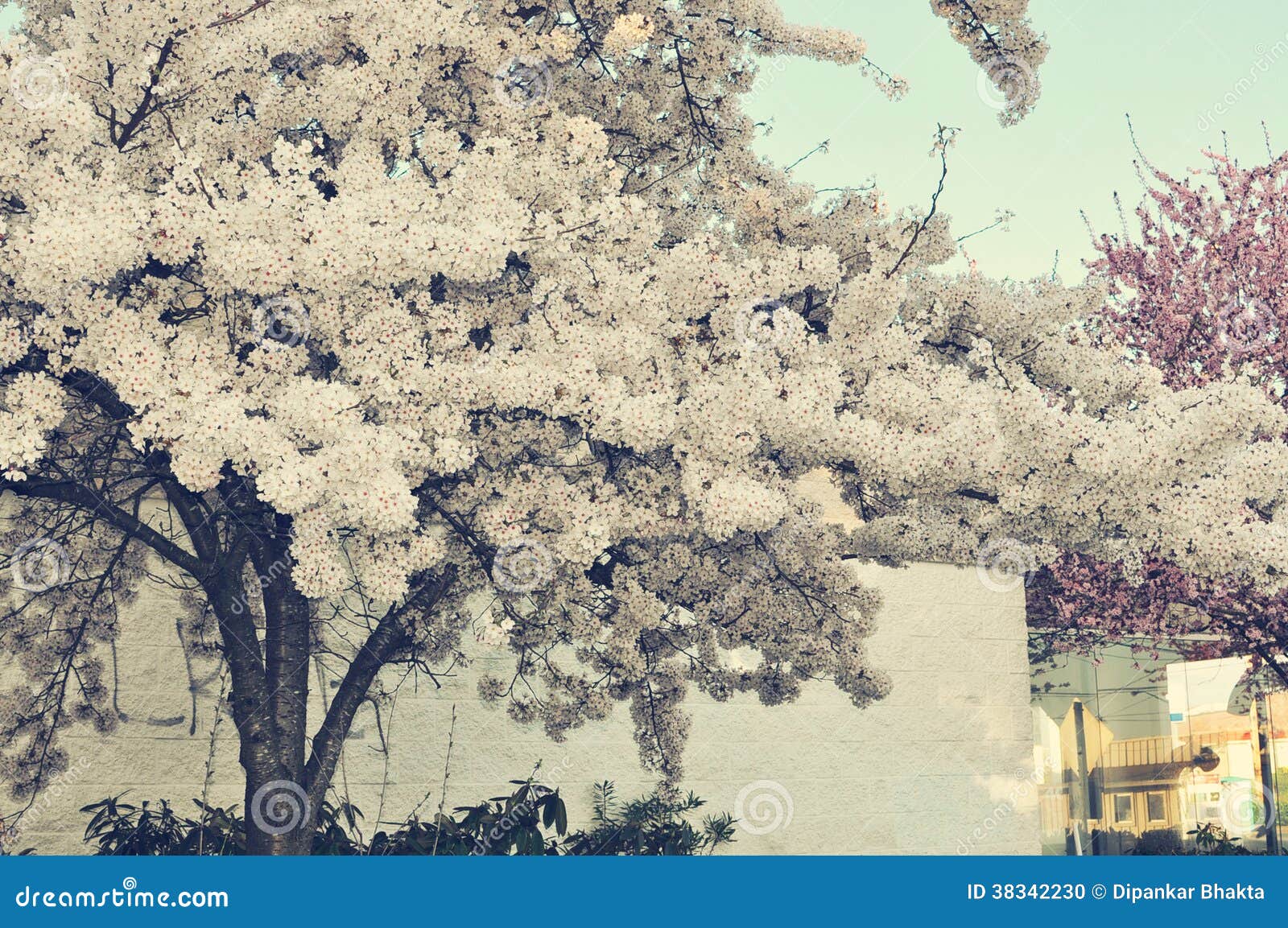 Árbol Blanco De La Flor De Cerezo En Mis Sueños Foto de archivo - Imagen de  hermoso, pureza: 38342230