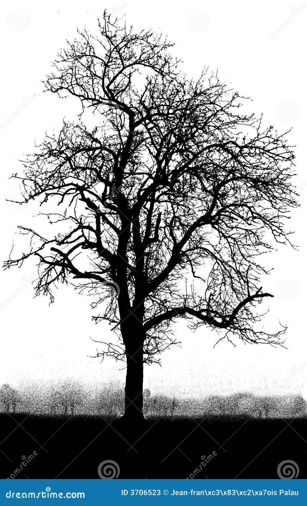 Árbol blanco y negro imagen de archivo. Imagen de blanco - 3706523
