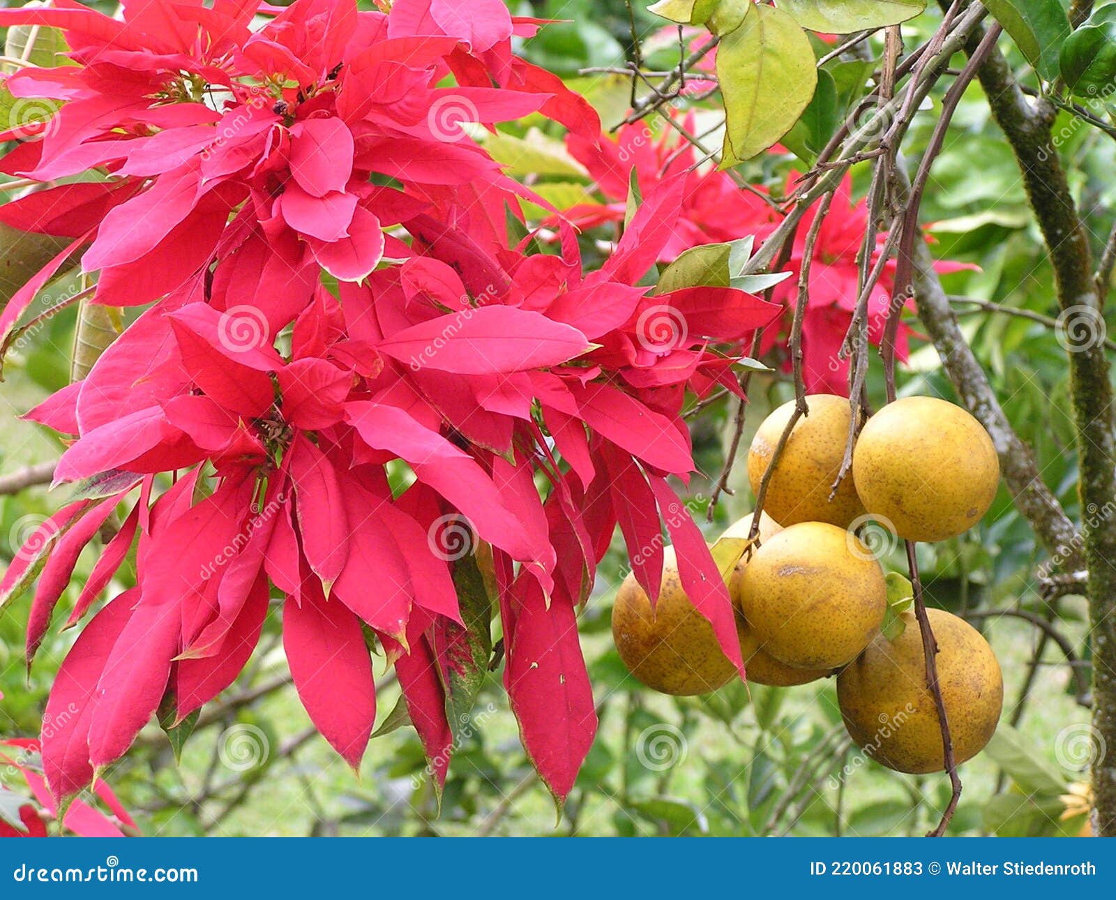 árbol Cítrico Amarillo Fruta Ocho Rios Jamaica Imagen de archivo - Imagen  de rojo, caribe: 220061883