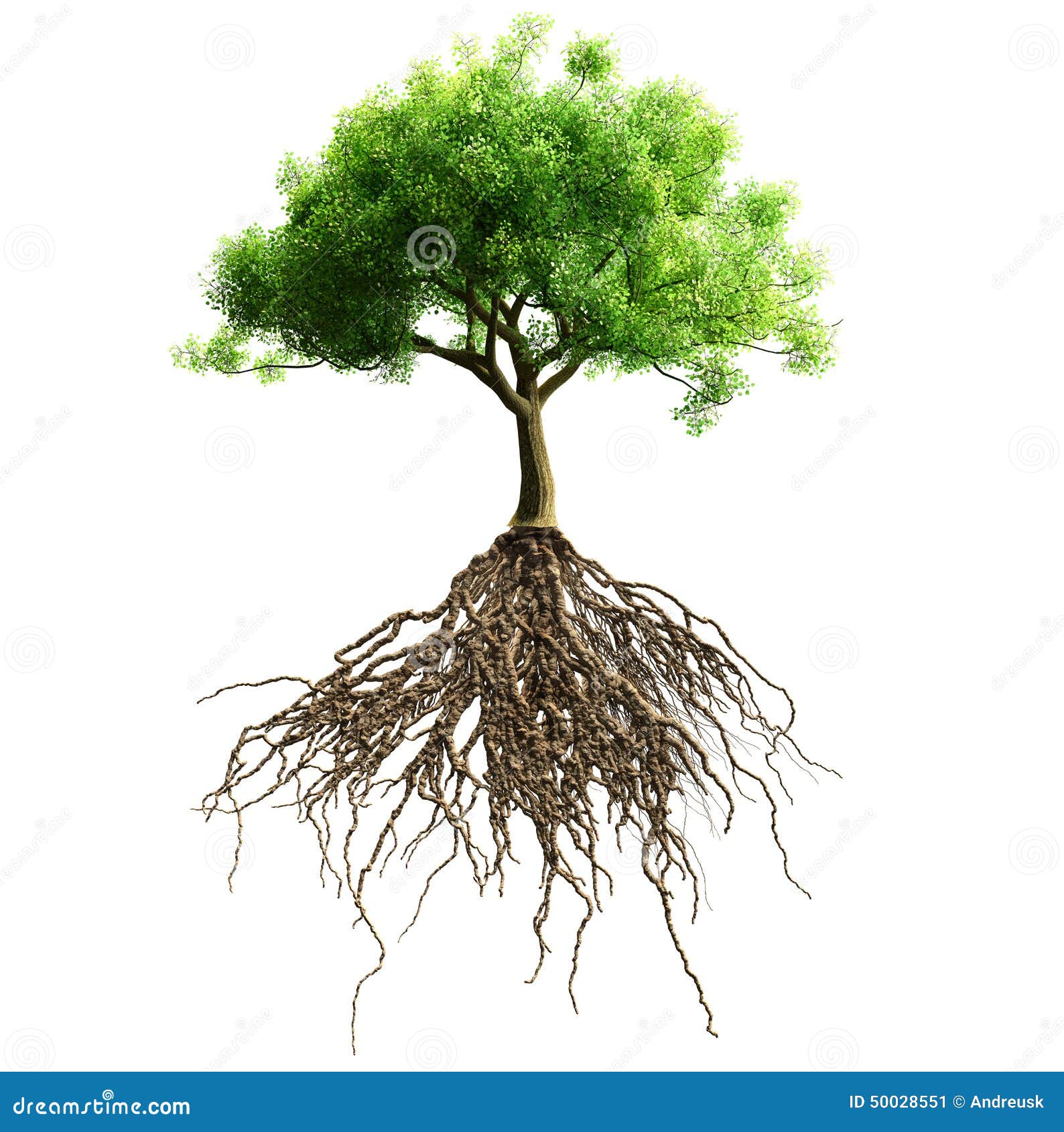 Árbol con las raíces imagen de archivo. Ilustración de verde - 50028551