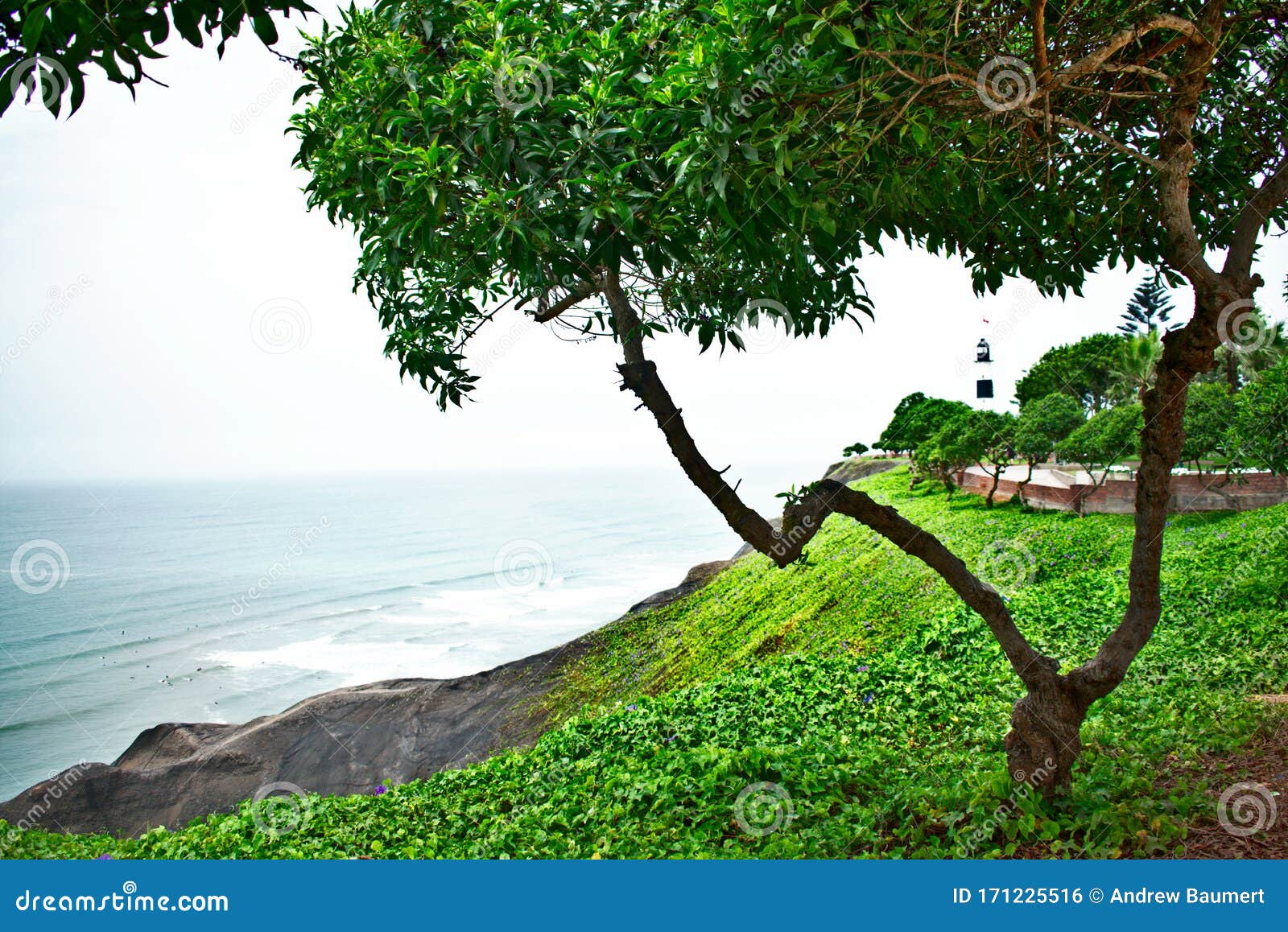 Árbol De Acantilado De La Costa De MIraflores En Un Soleado Día De Verano  Foto de archivo - Imagen de exterior, famoso: 171225516