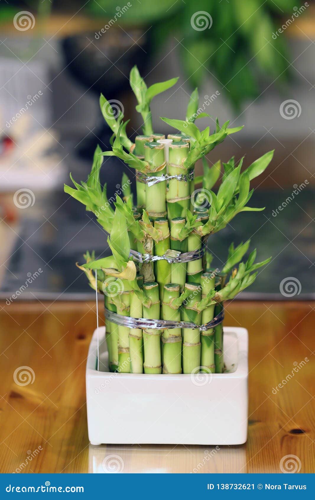 Árbol De Bambú Usado Para La Decoración Casera Imagen de archivo - Imagen  de hojas, tomado: 138732621