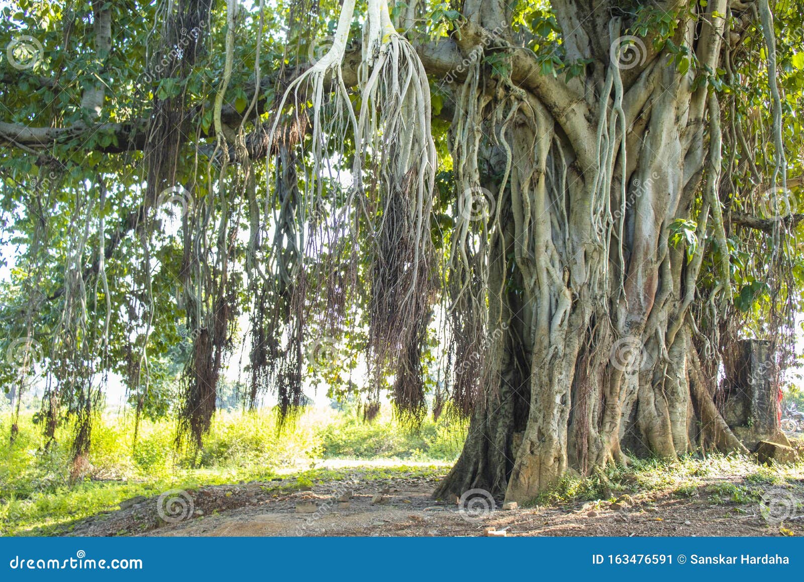 Deflector rumor varilla Árbol De Banyan Y Raíces Colgantes Imagen de archivo - Imagen de travieso,  secretario: 163476591