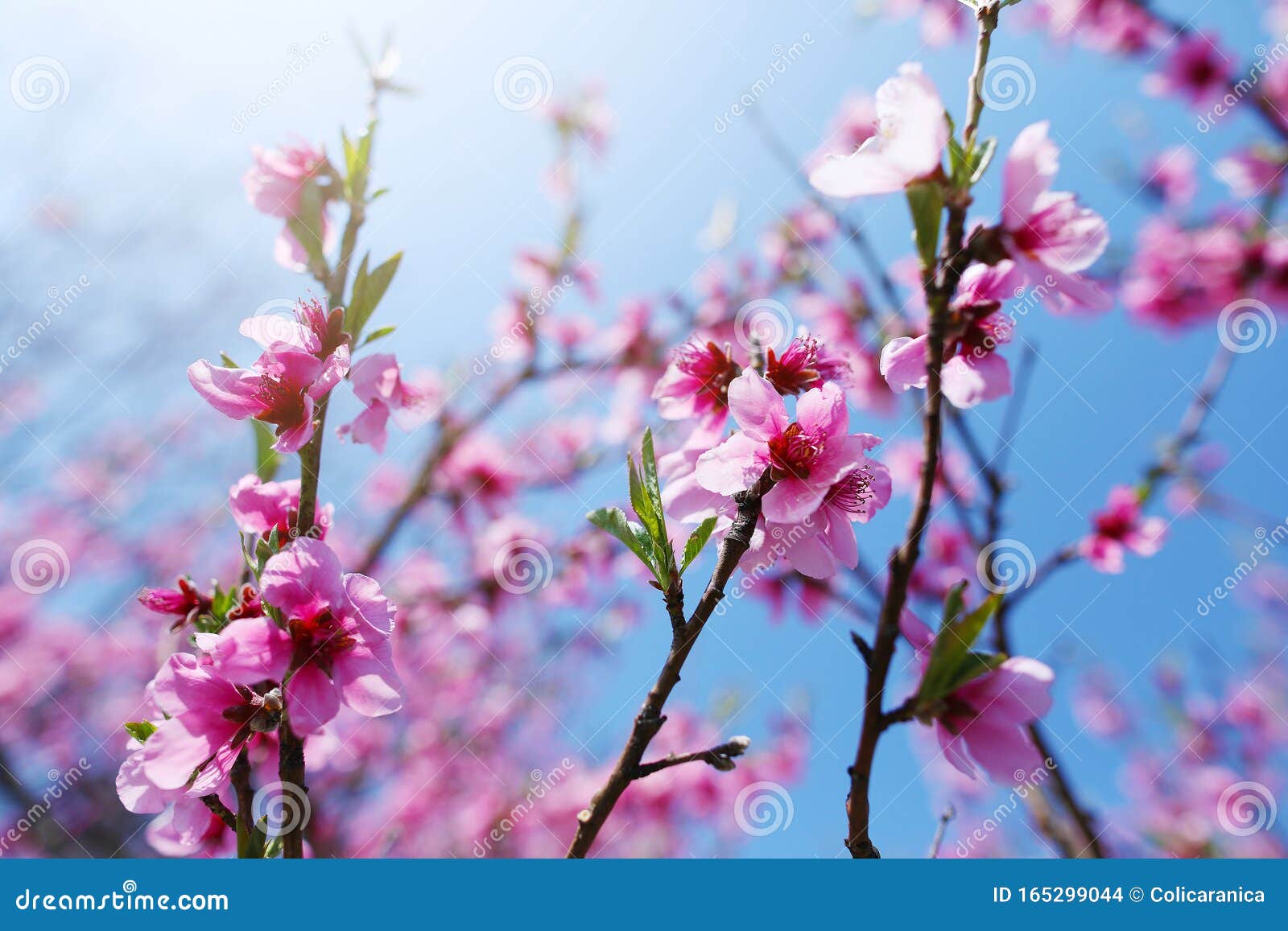 Árbol de cerezo foto de archivo. Imagen de cereza, flores - 165299044