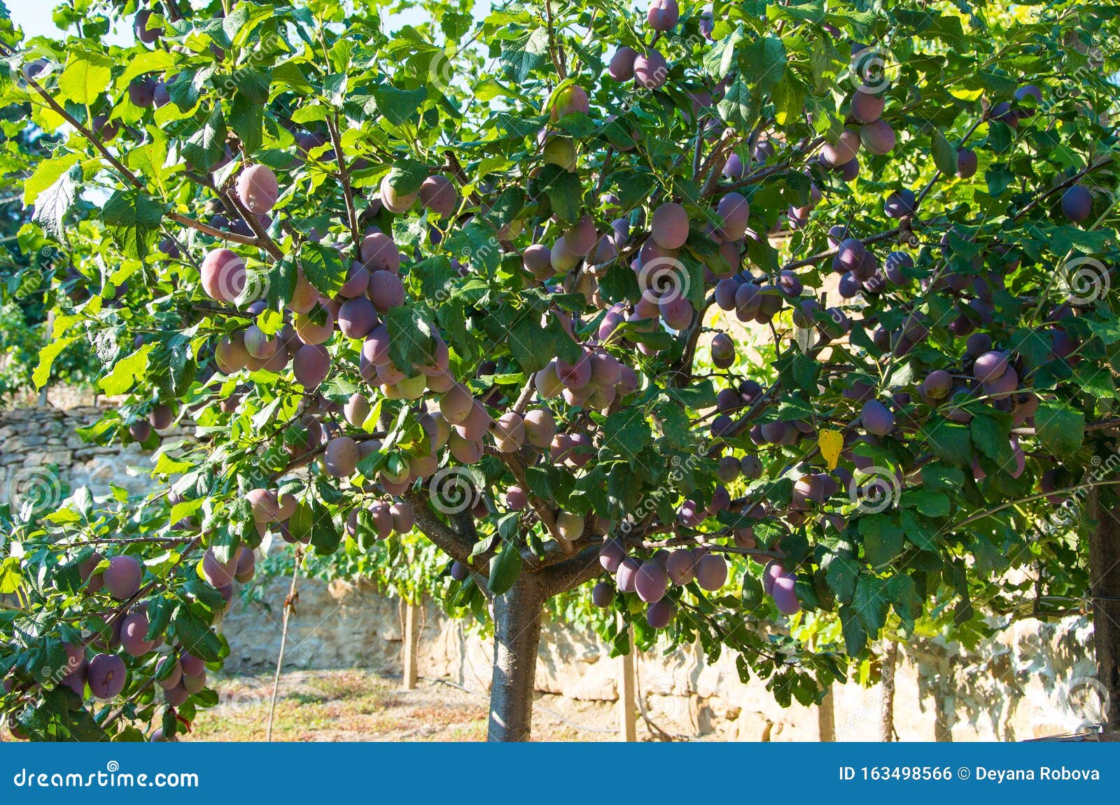 Details 100 árboles de ciruelas