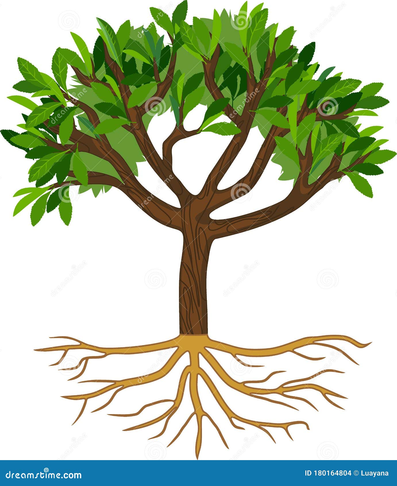 árbol De Dibujos Animados Con Hojas Verdes Y Sistema Raíz Ilustración del  Vector - Ilustración de deciduo, planta: 180164804