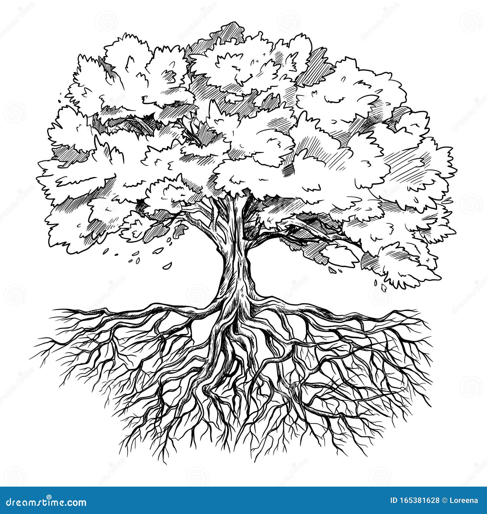 Árbol De Esparcimiento Con Hojas Y Raíces, Dibujado a Mano Ilustración del Vector - Ilustración de tronco, vivo: 165381628 Árbol De Esparcimiento Con Hojas Y Raíces, Dibujado a Mano Ilustración del Vector - Ilustración de tronco, vivo: 165381628