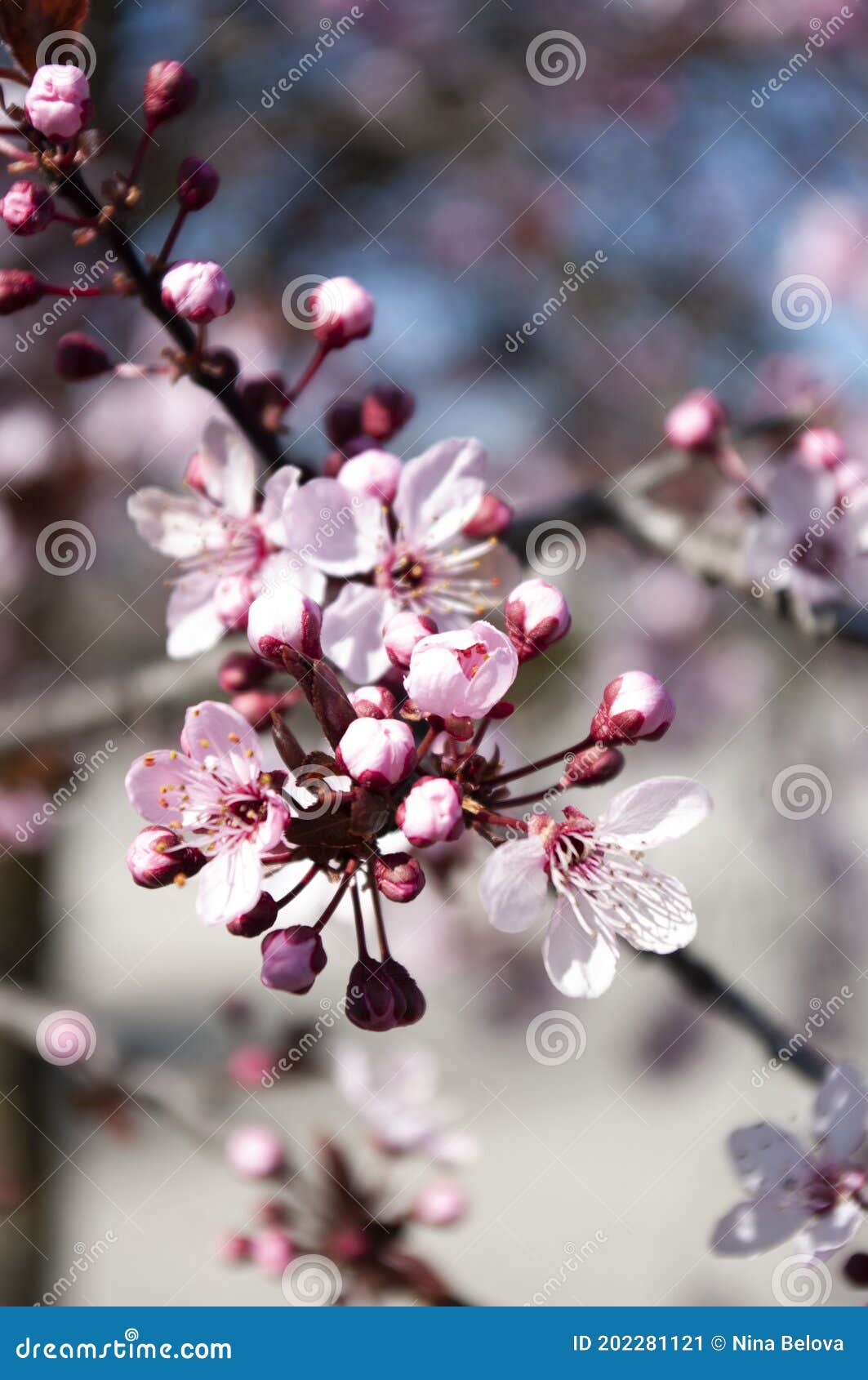 árbol De Flores De Cerezo. Tiempo De Floración De Sakura. Fondo Botánico  Imagen de archivo - Imagen de planta, travieso: 202281121