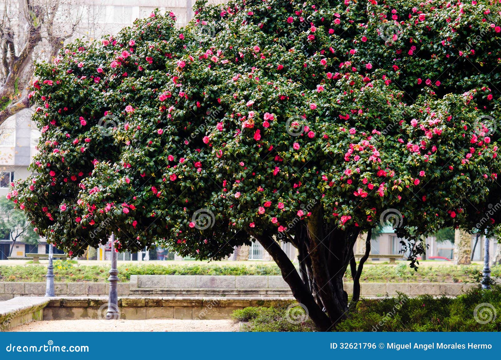 Árbol de la camelia foto de archivo. Imagen de florecimiento - 32621796