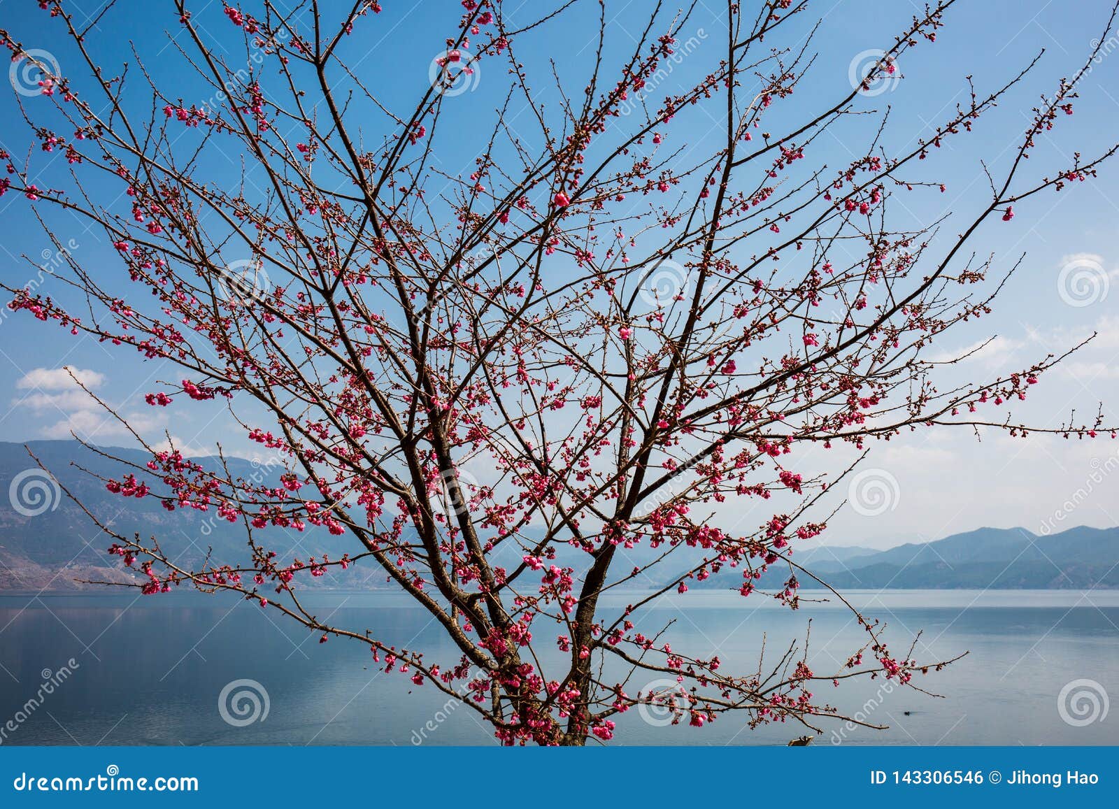 Árbol De La Flor De Cerezo Por El Lago Foto de archivo - Imagen de cereza,  pintura: 143306546