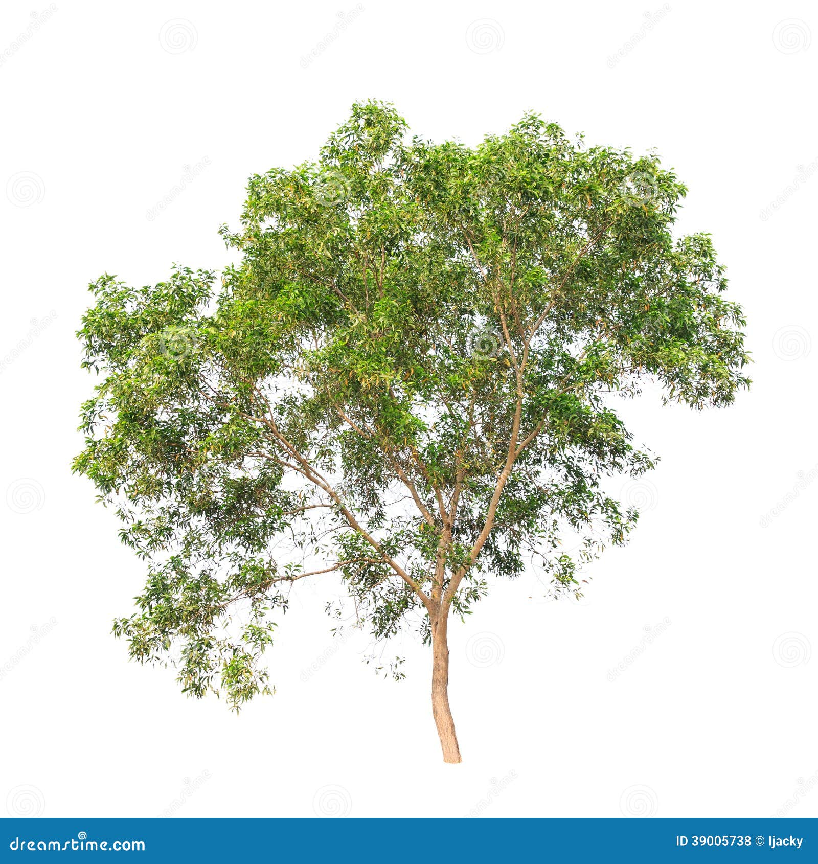 clipart gum tree - photo #29