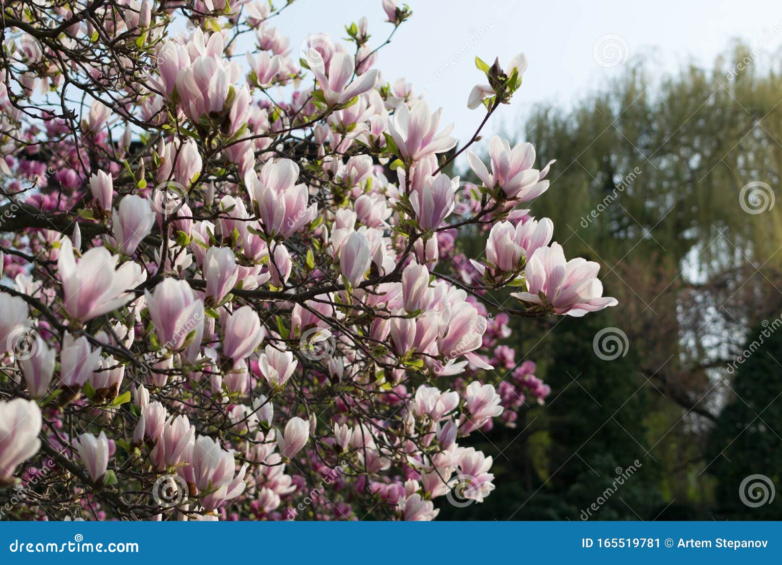 Árbol De Magnolia Con Flores Blancas Y Rosas Imagen de archivo - Imagen de  floral, decorativo: 165519781