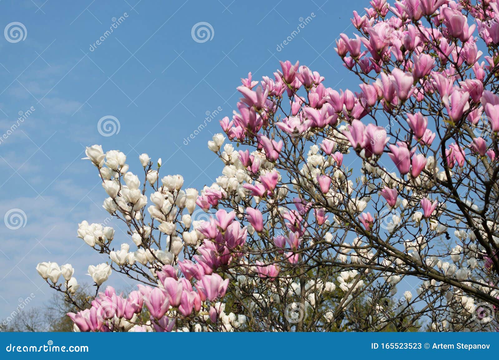 Árbol De Magnolia Con Flores Blancas Y Rosas Imagen de archivo - Imagen de  floral, fondo: 165523523