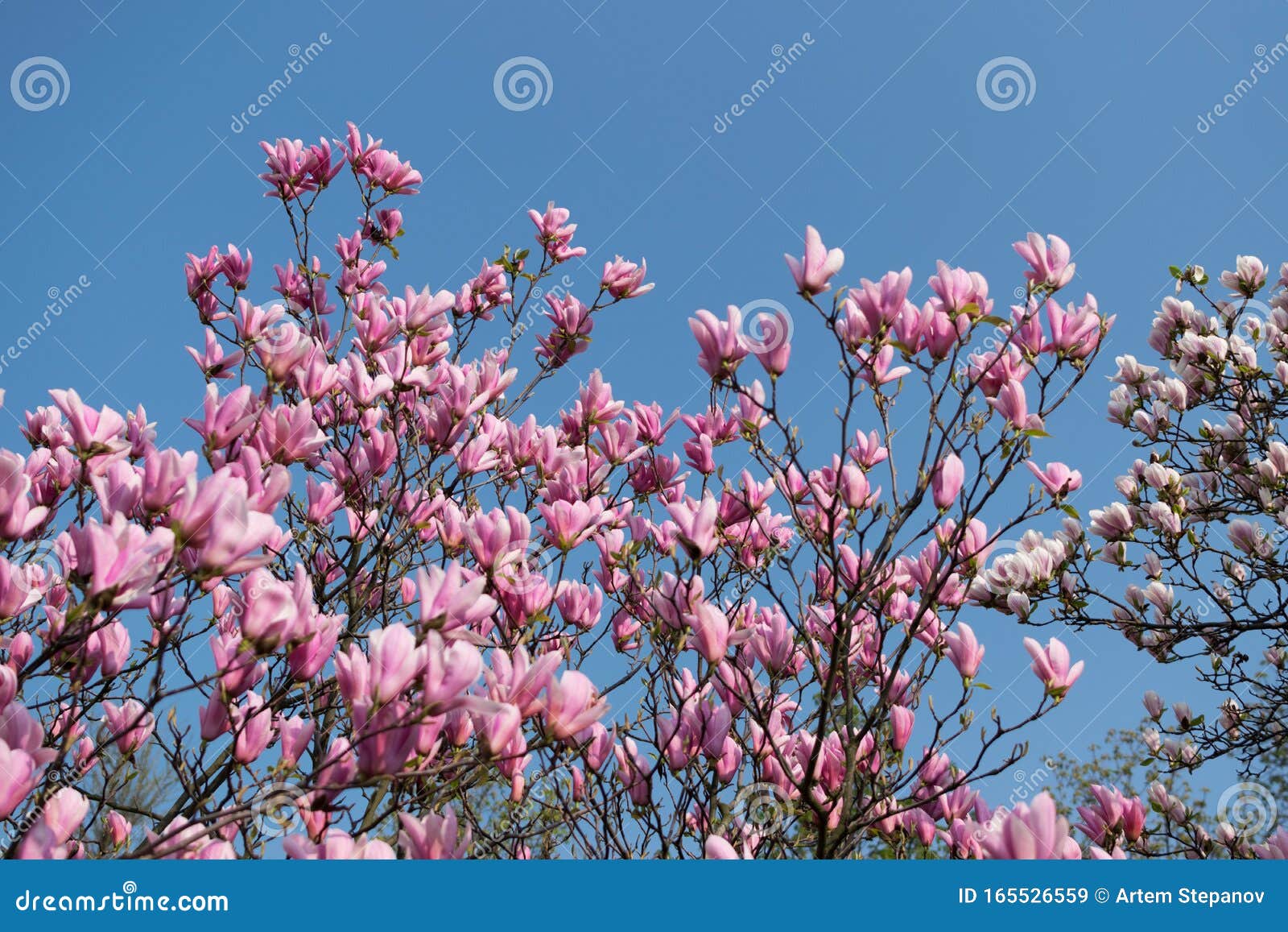 Árbol De Magnolia Con Flores Blancas Y Rosas Imagen de archivo - Imagen de  extracto, resorte: 165526559
