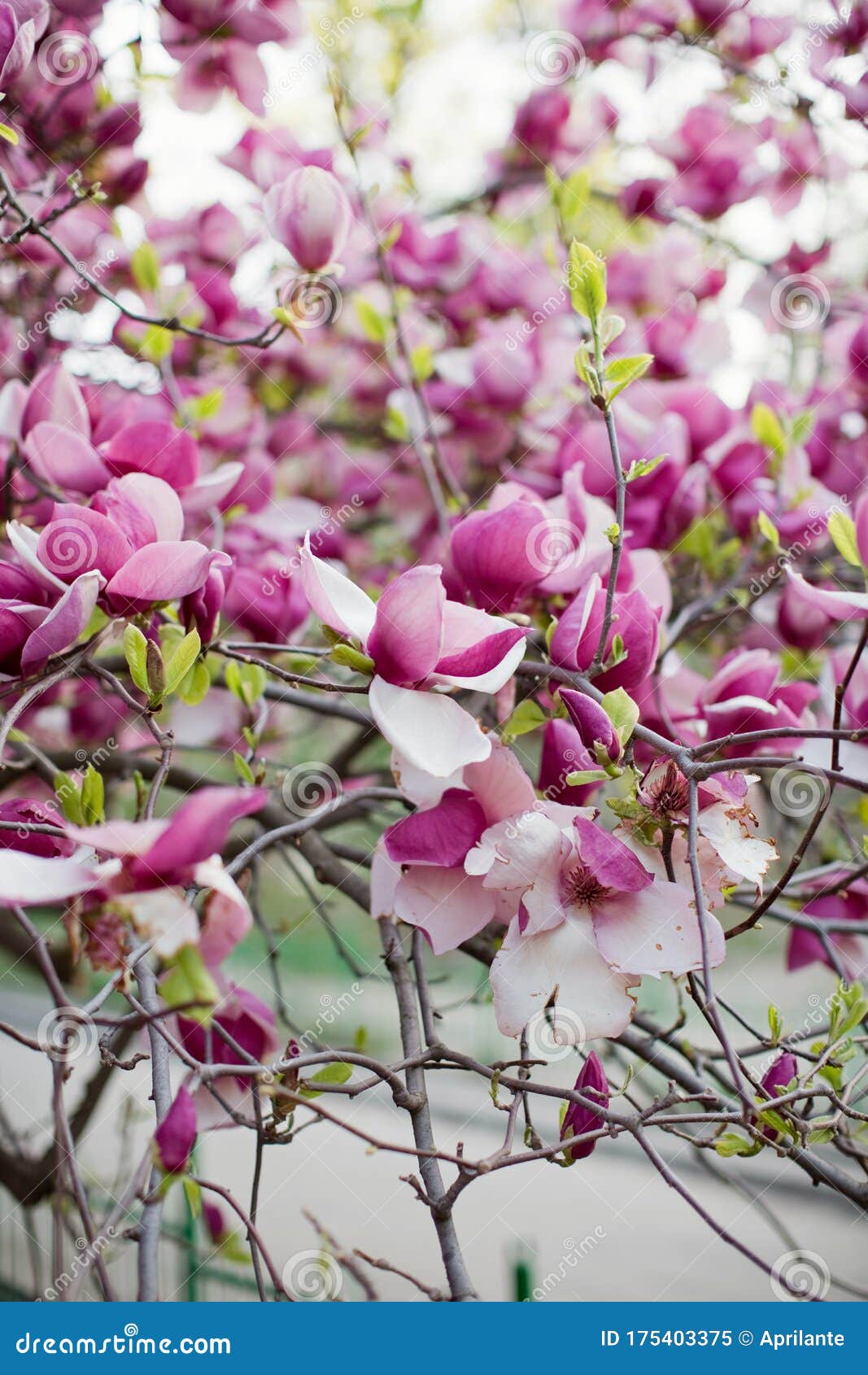 Árbol De Magnolia Con Flores Rosas Y Blancas Imagen de archivo - Imagen de  parque, cubo: 175403375