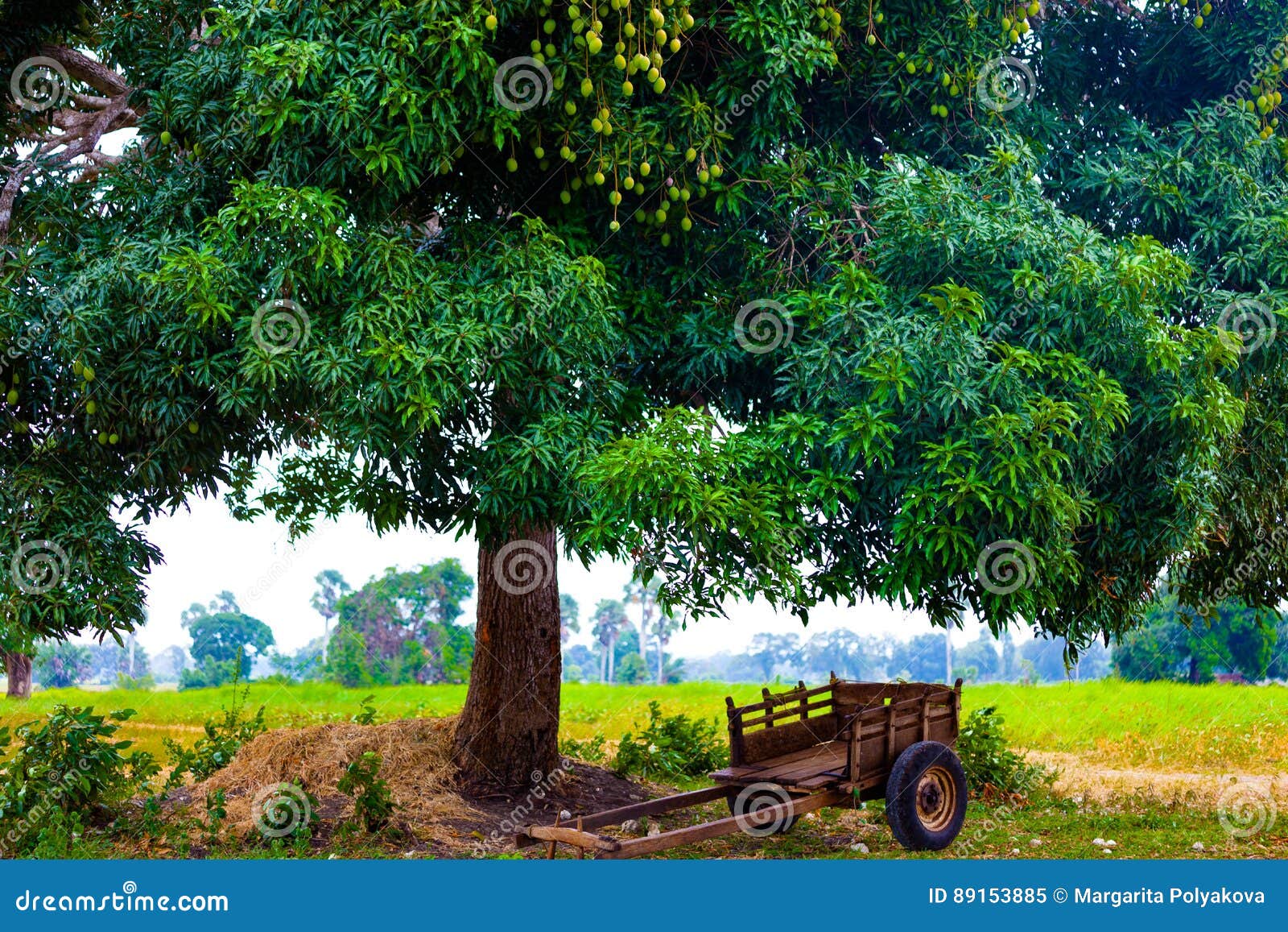 Árbol de mango imagen de archivo. Imagen de mango, fondo - 89153885, image size:1600x1157