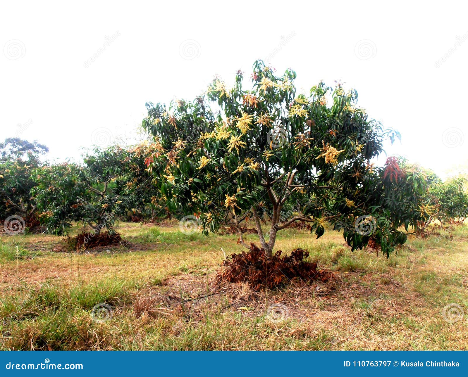 Árbol De Mango Floreciente En La Mañana Imagen de archivo - Imagen de mango,  planta: 110763797, image size:1600x1290