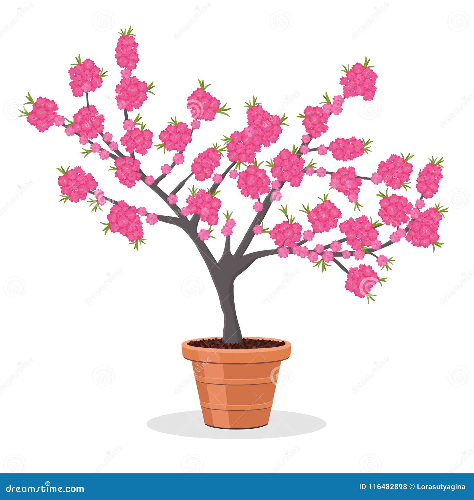 Árbol De Melocotón En La Floración Árbol Enano Que Crece En El Pote  Ilustración del Vector - Ilustración de fructuoso, decorativo: 116482898