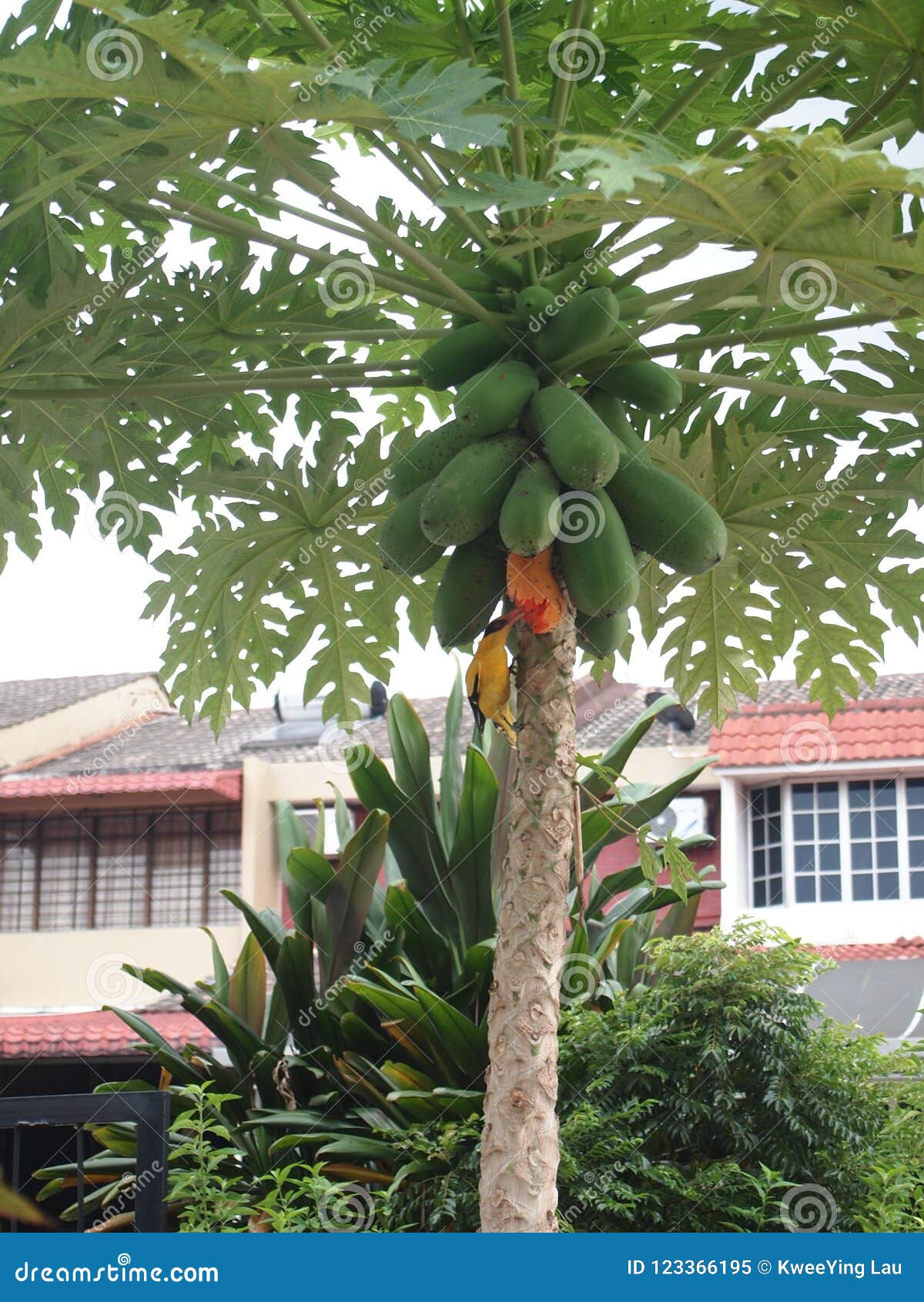 Árbol De Papaya Con Las Papayas Abundantes Imagen de archivo - Imagen de  fruta, frutas: 123366195