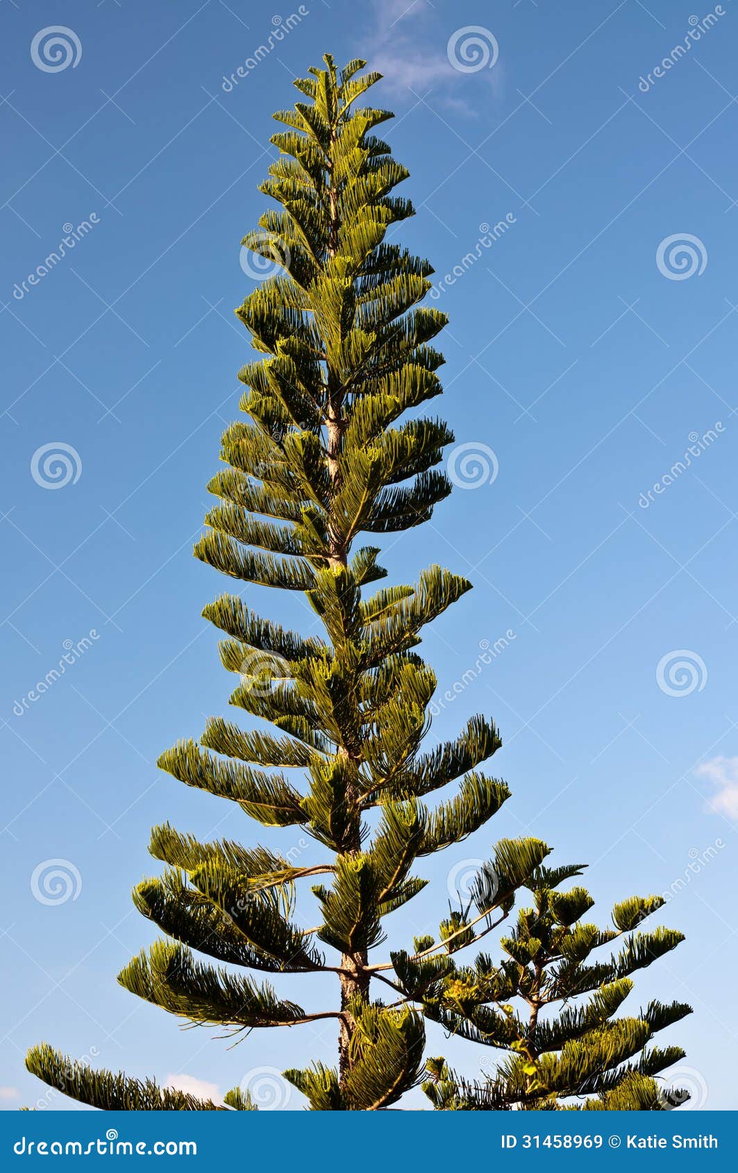 Árbol de pino y cielo azul imagen de archivo. Imagen de nadie - 31458969