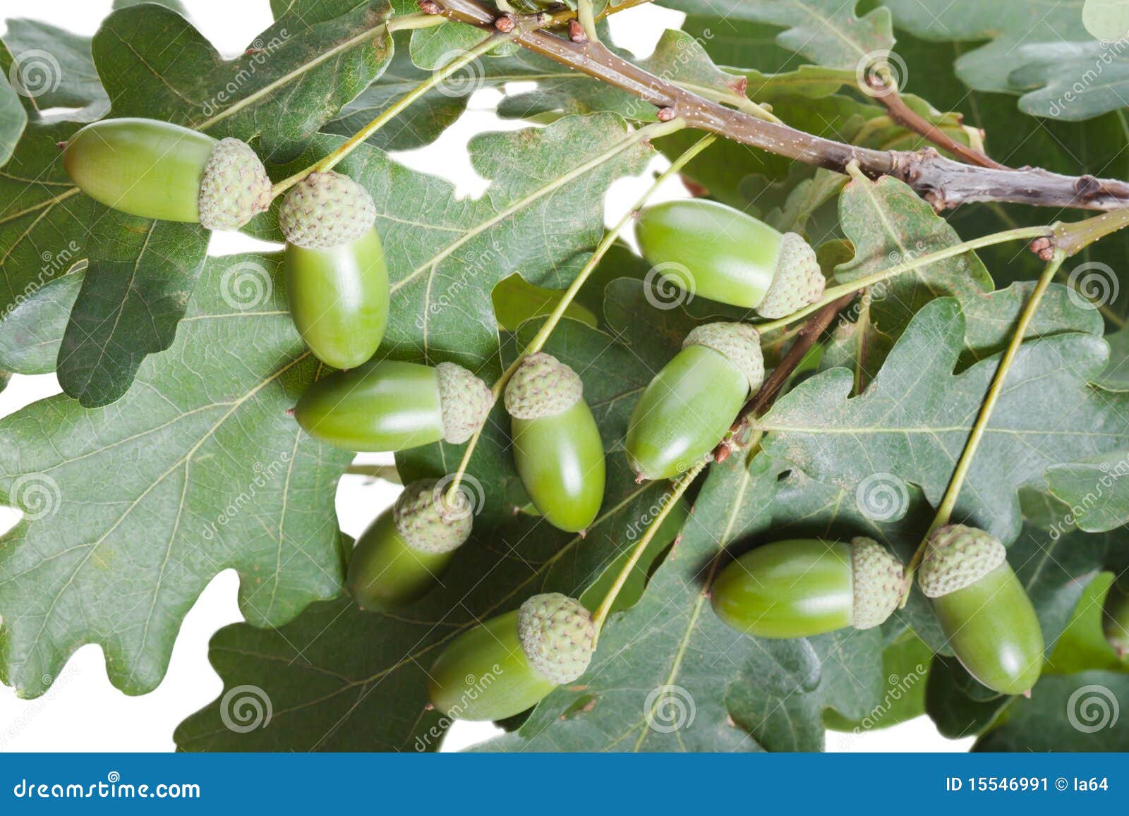 Árbol De Roble De La Bellota Imagen de archivo - Imagen de travieso,  modelo: 15546991