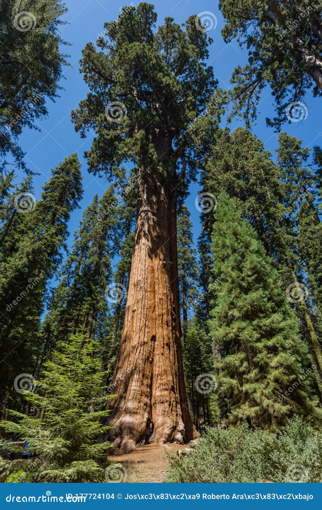 árbol De Secuoia Gigante En El Parque Nacional Yosemite California Foto de  archivo - Imagen de naturalizado, sierra: 177724104