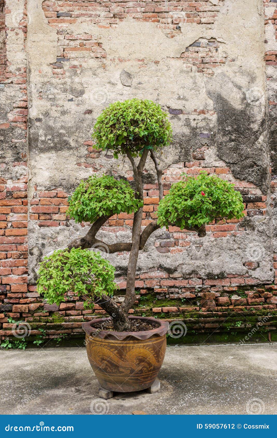 Árbol en jardinera foto de archivo. Imagen de fondo, casero - 59057612