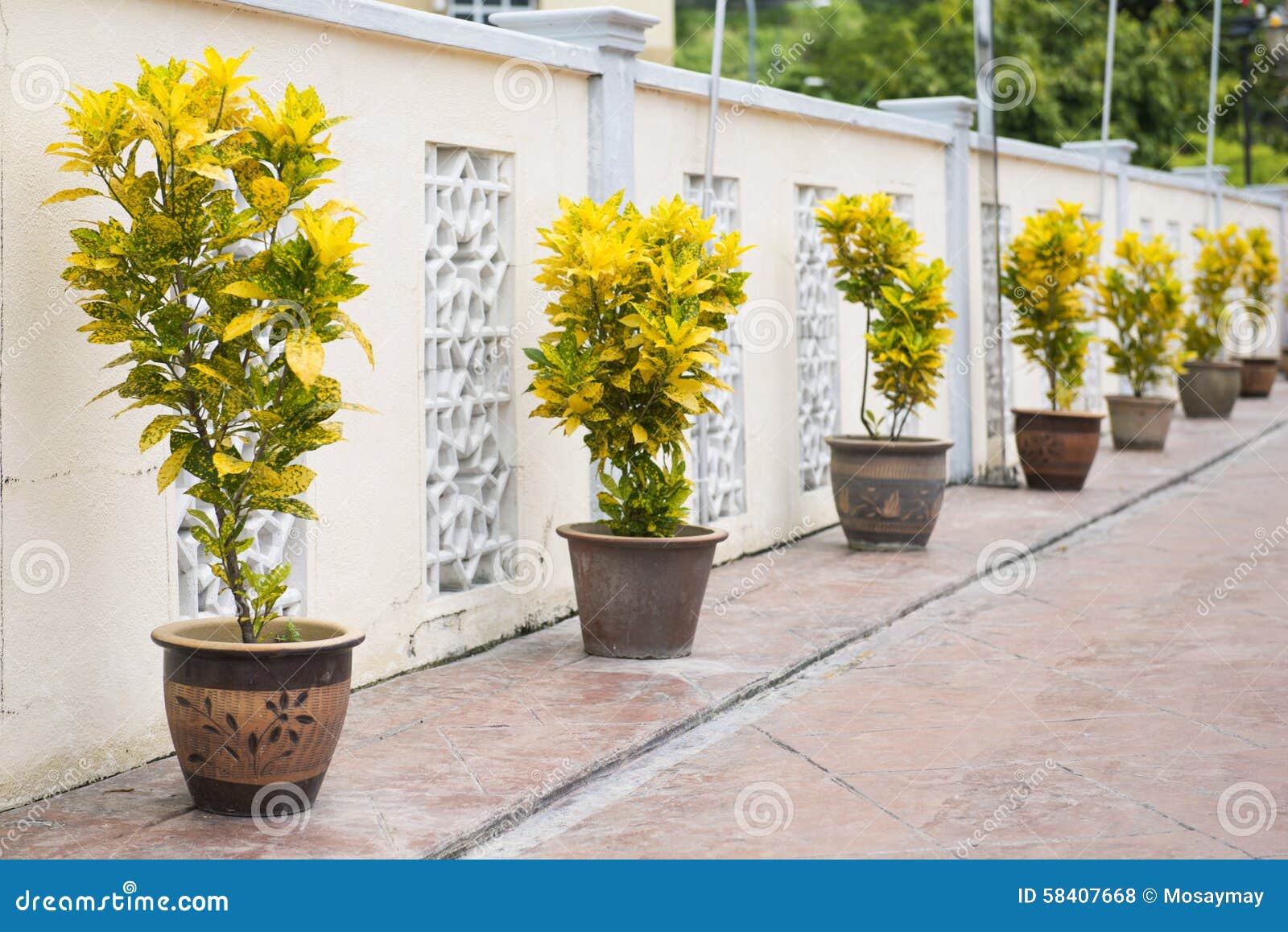 Árbol En La Jardinera Para La Decoración Foto de archivo - Imagen de  amarillo, plantas: 58407668