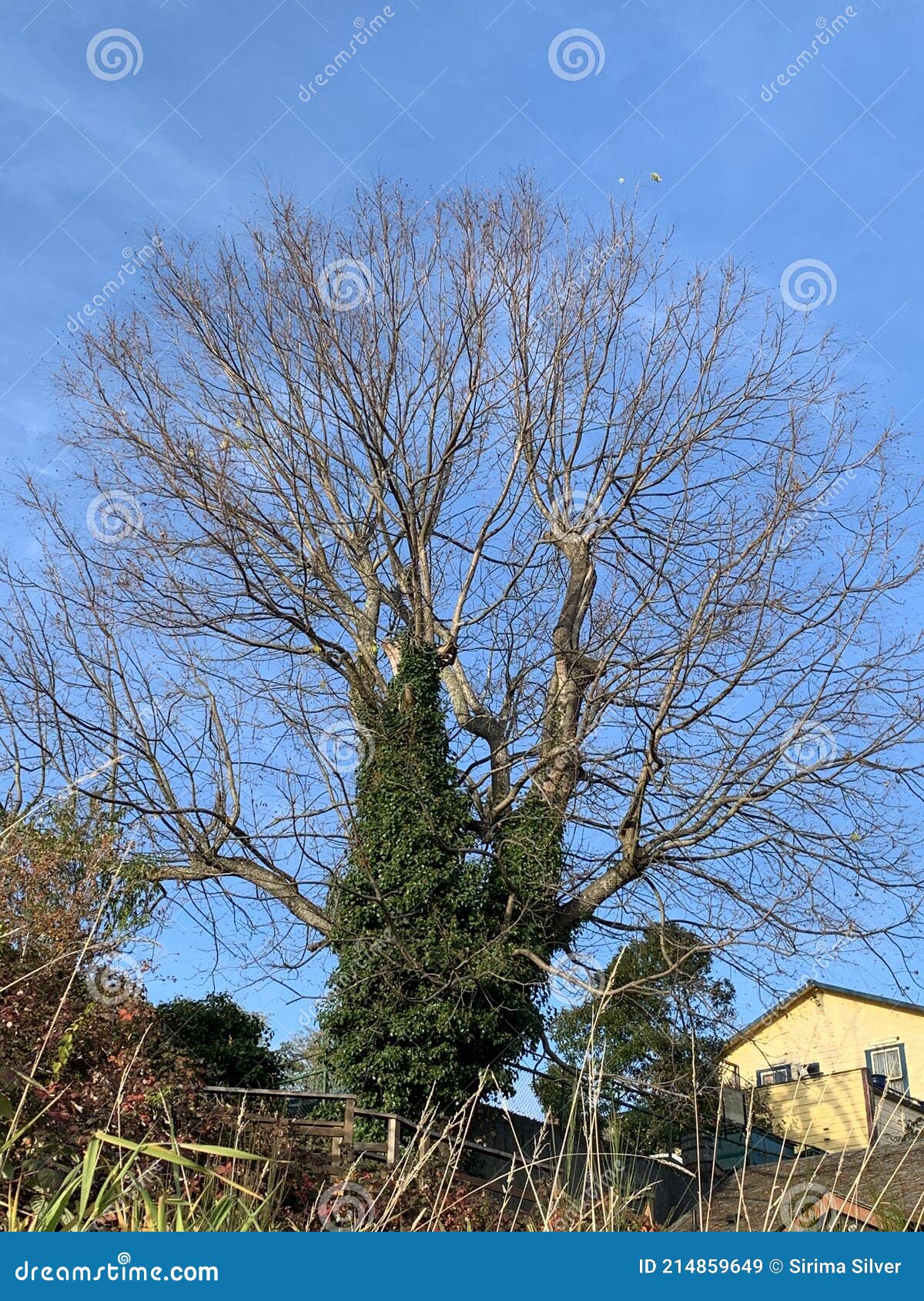 árbol Gigante Sin Hojas Con Azul Claro Imagen de archivo - Imagen claro, verde: 214859649