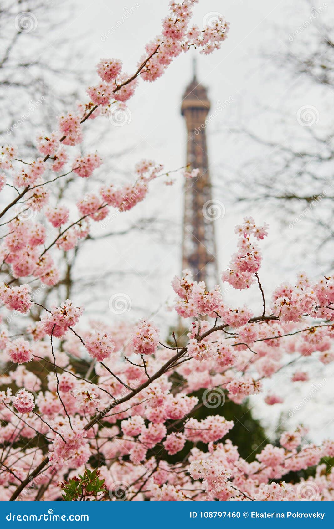 Árbol Hermoso De La Flor De Cerezo Y La Torre Eiffel Foto de archivo -  Imagen de primer, torre: 108797460